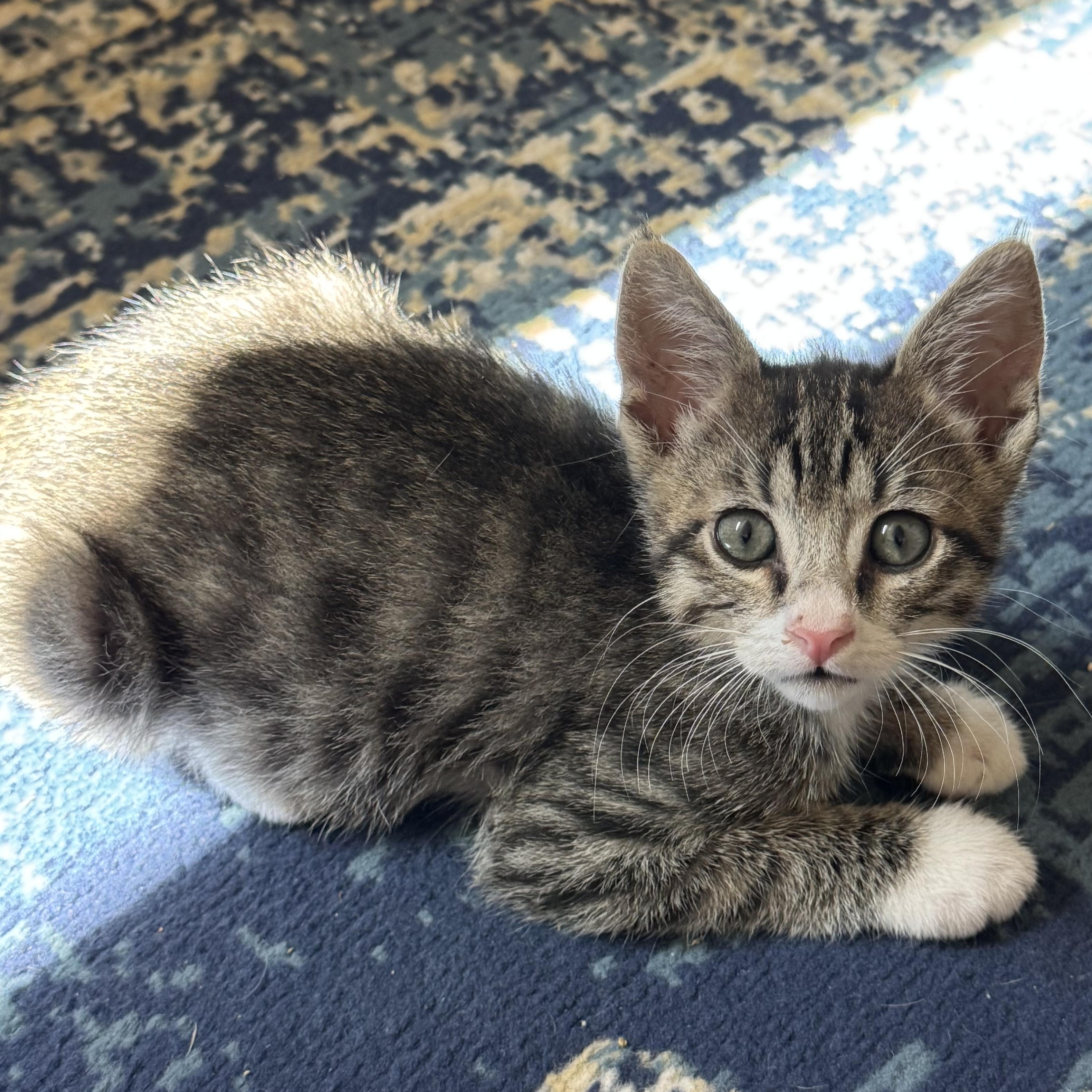 Enlarge Tums, a ADOPTABLE Tabby in Pasco, WA image 1/4