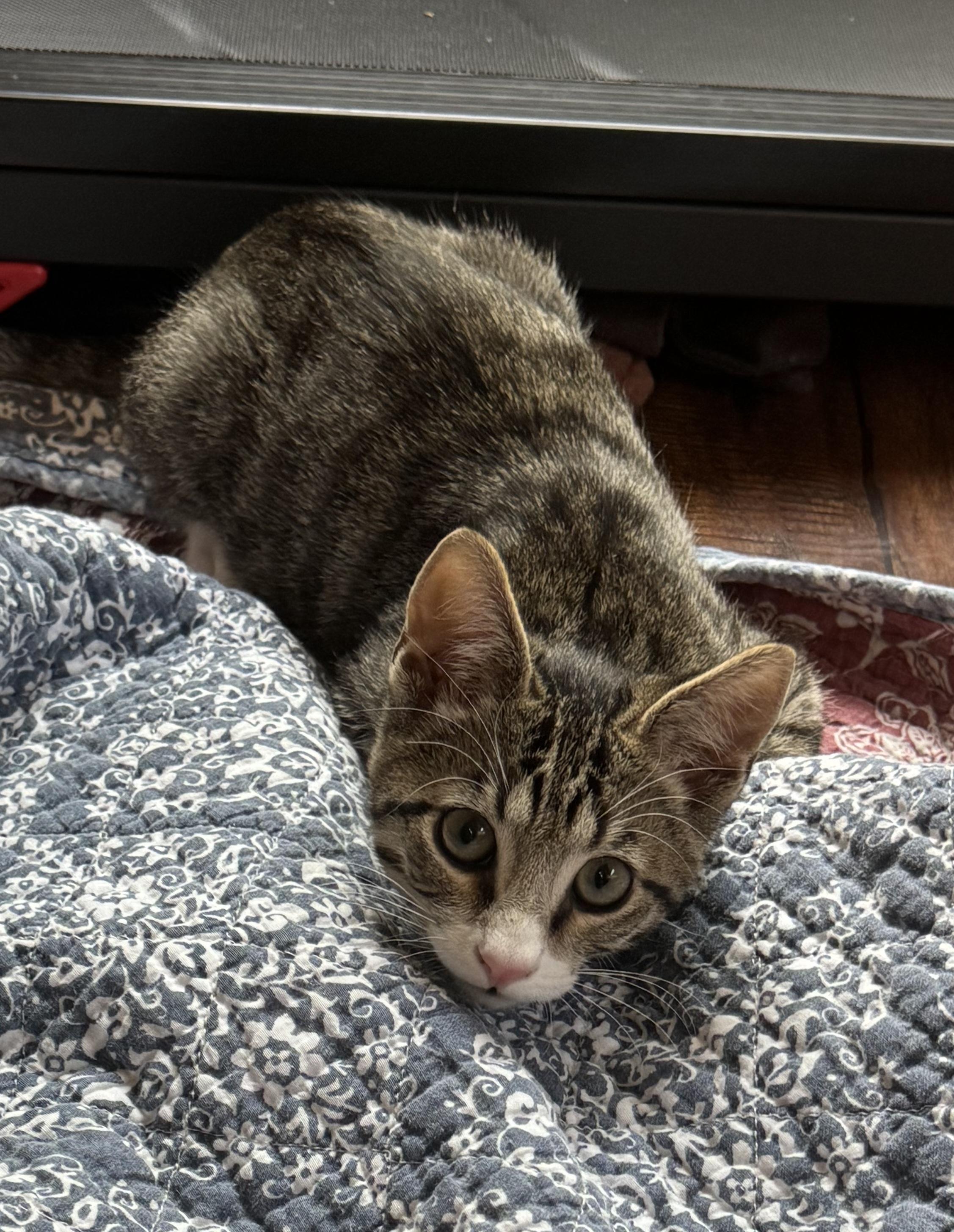 Tums, a ADOPTABLE Tabby in Pasco, WA image 2/5
