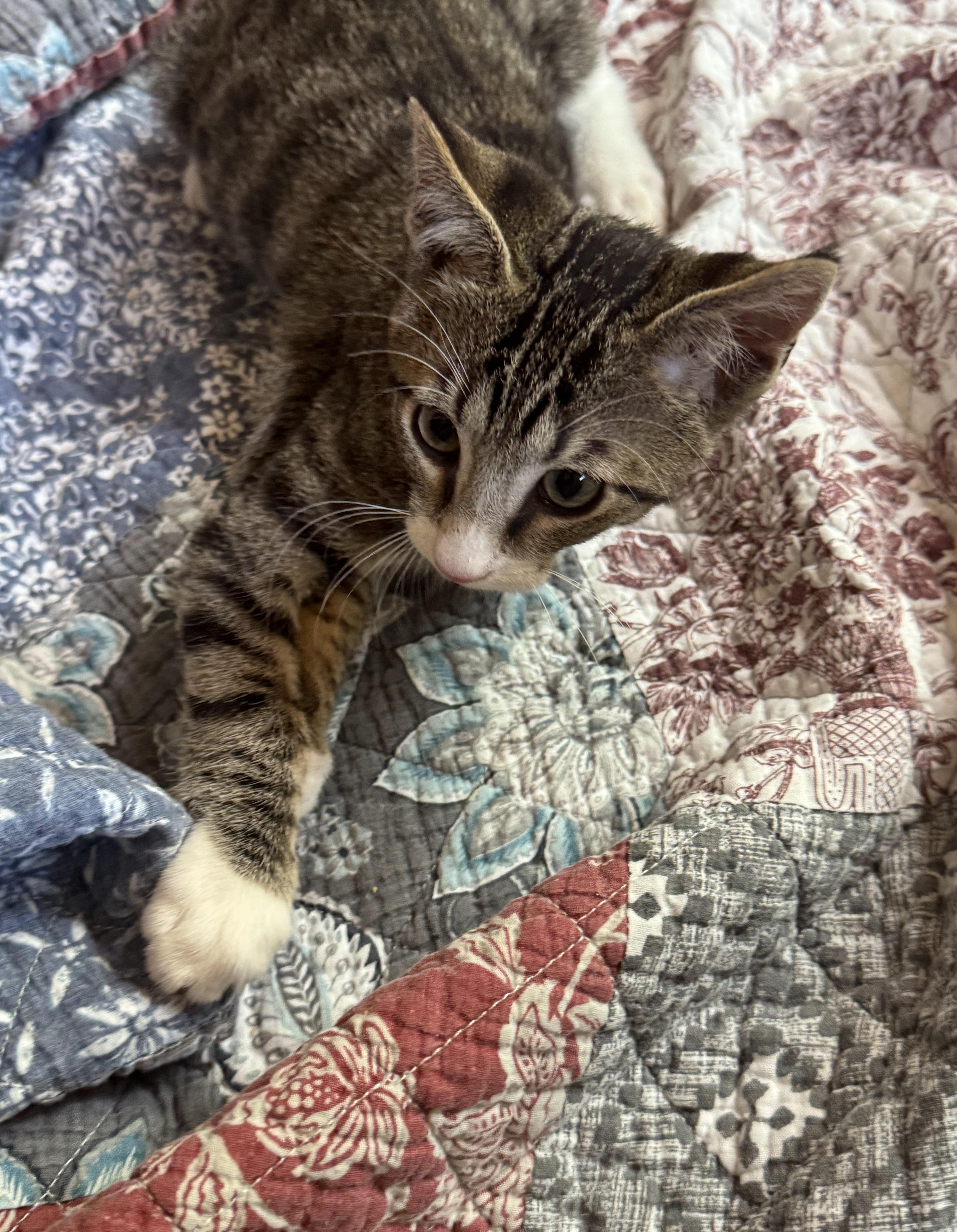 Tums, a ADOPTABLE Tabby in Pasco, WA image 4/5