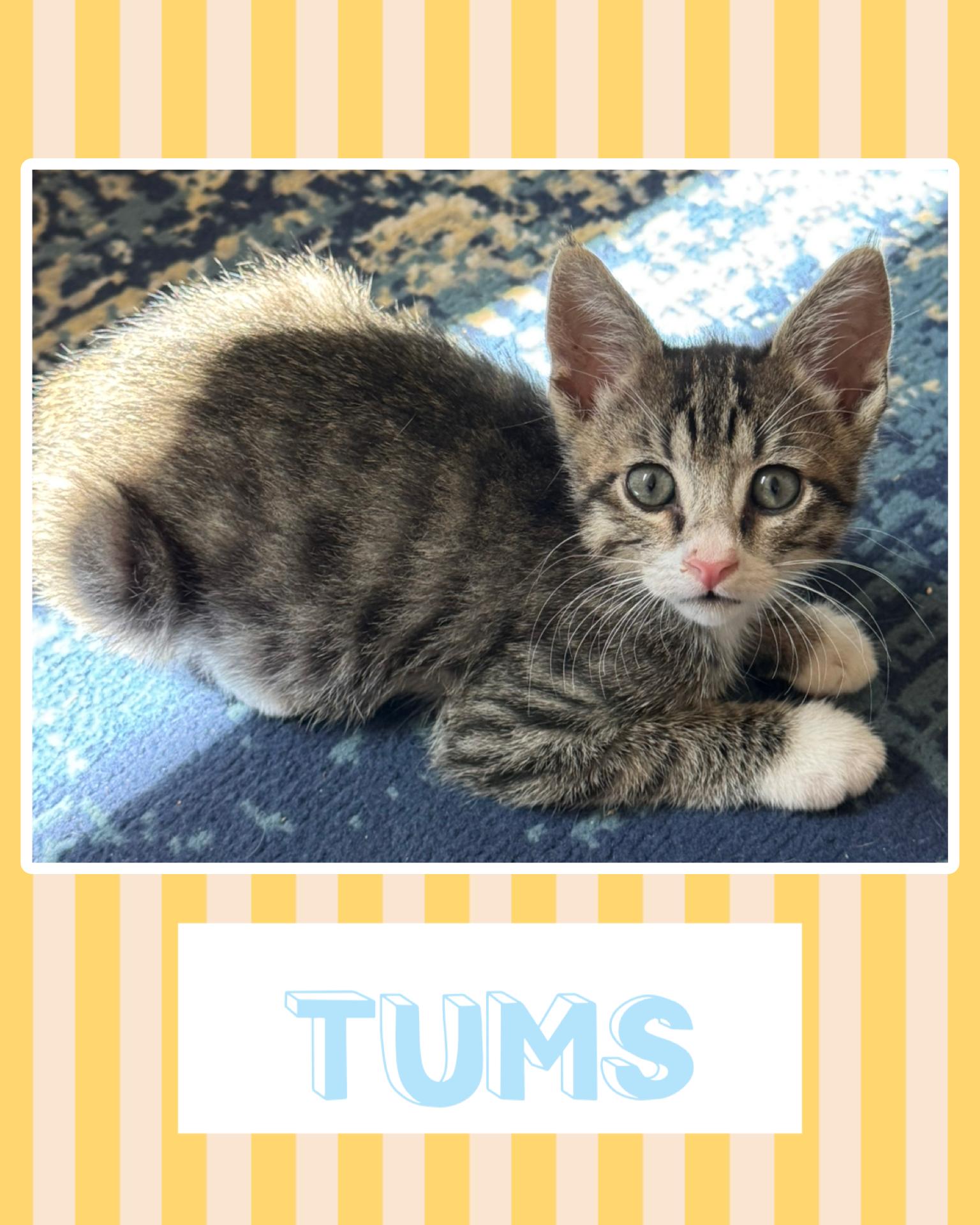 Enlarge Tums, a ADOPTABLE Tabby in Pasco, WA image 4/4