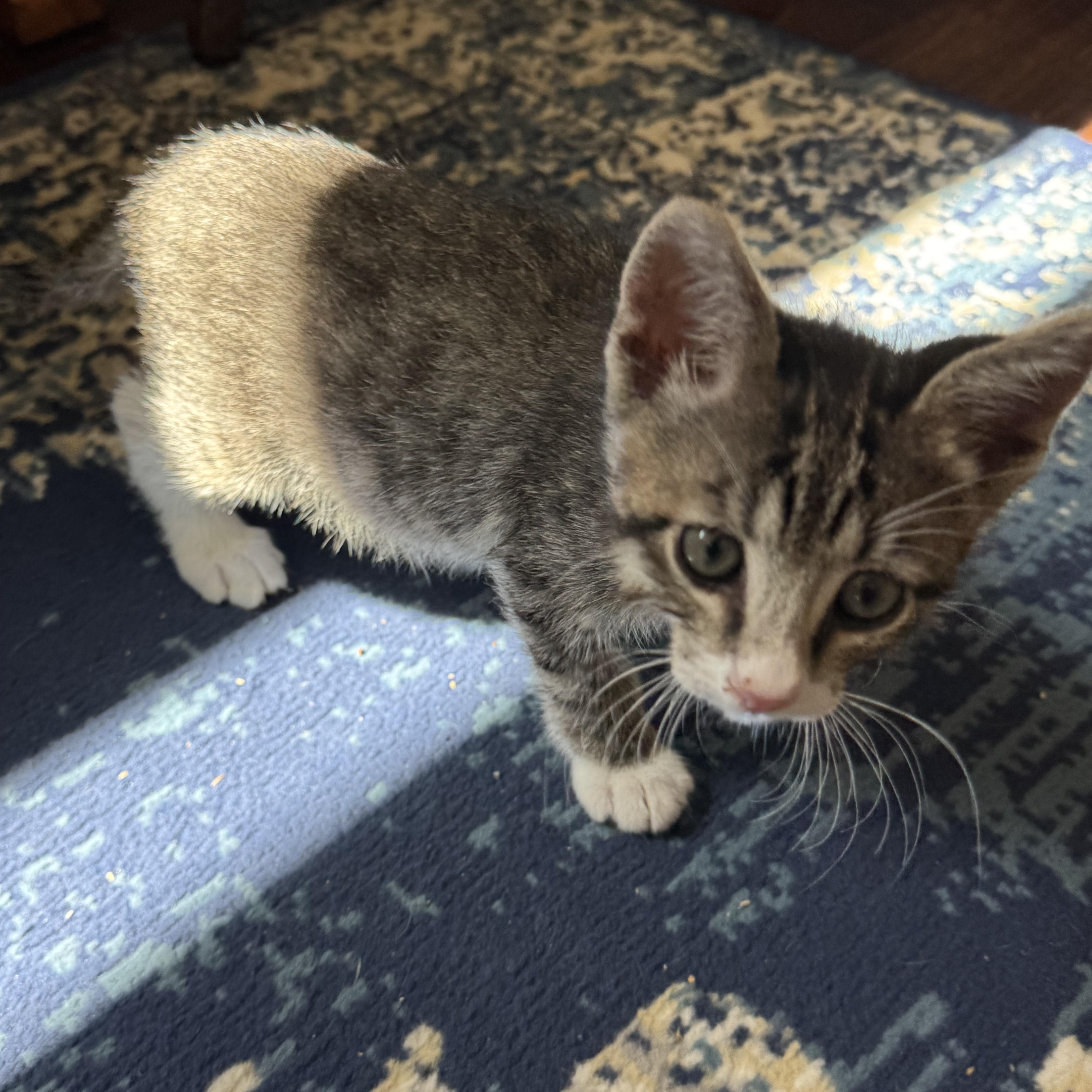 Enlarge Tums, a ADOPTABLE Tabby in Pasco, WA image 2/4