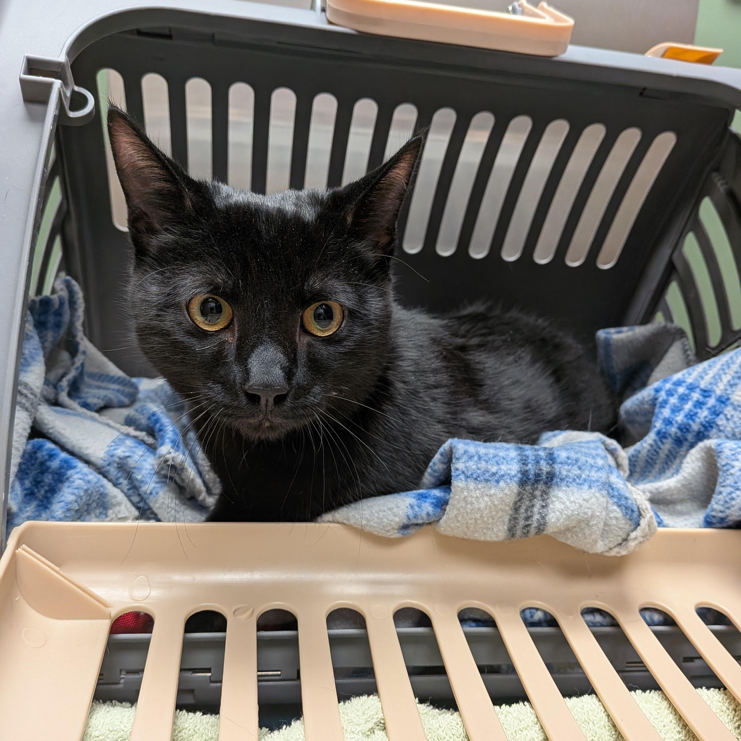 Giovanni aka Gio, a Adoptable Domestic Short Hair in Newburgh, NY image 6/6