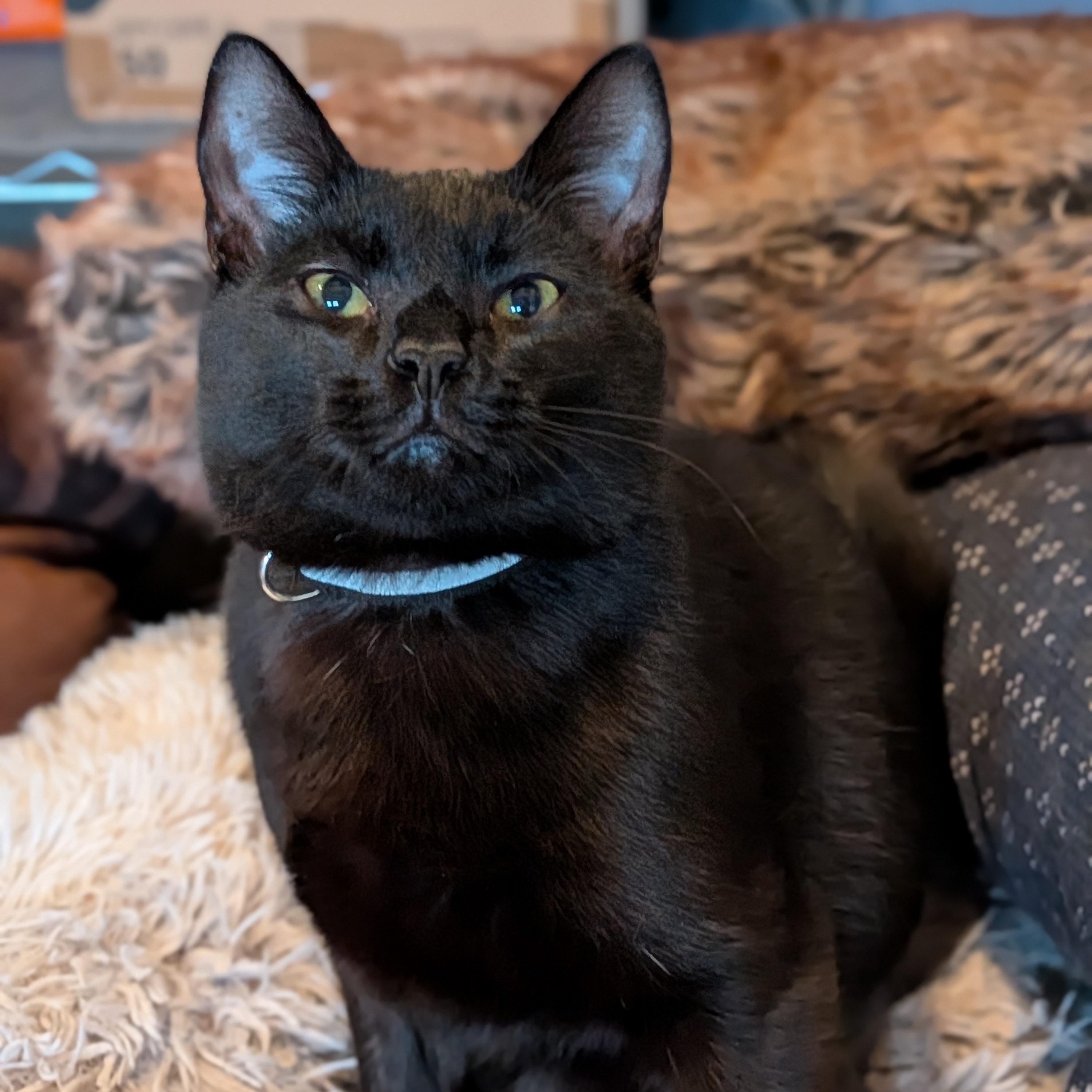 Giovanni aka Gio, a Adoptable Domestic Short Hair in Newburgh, NY image 3/6