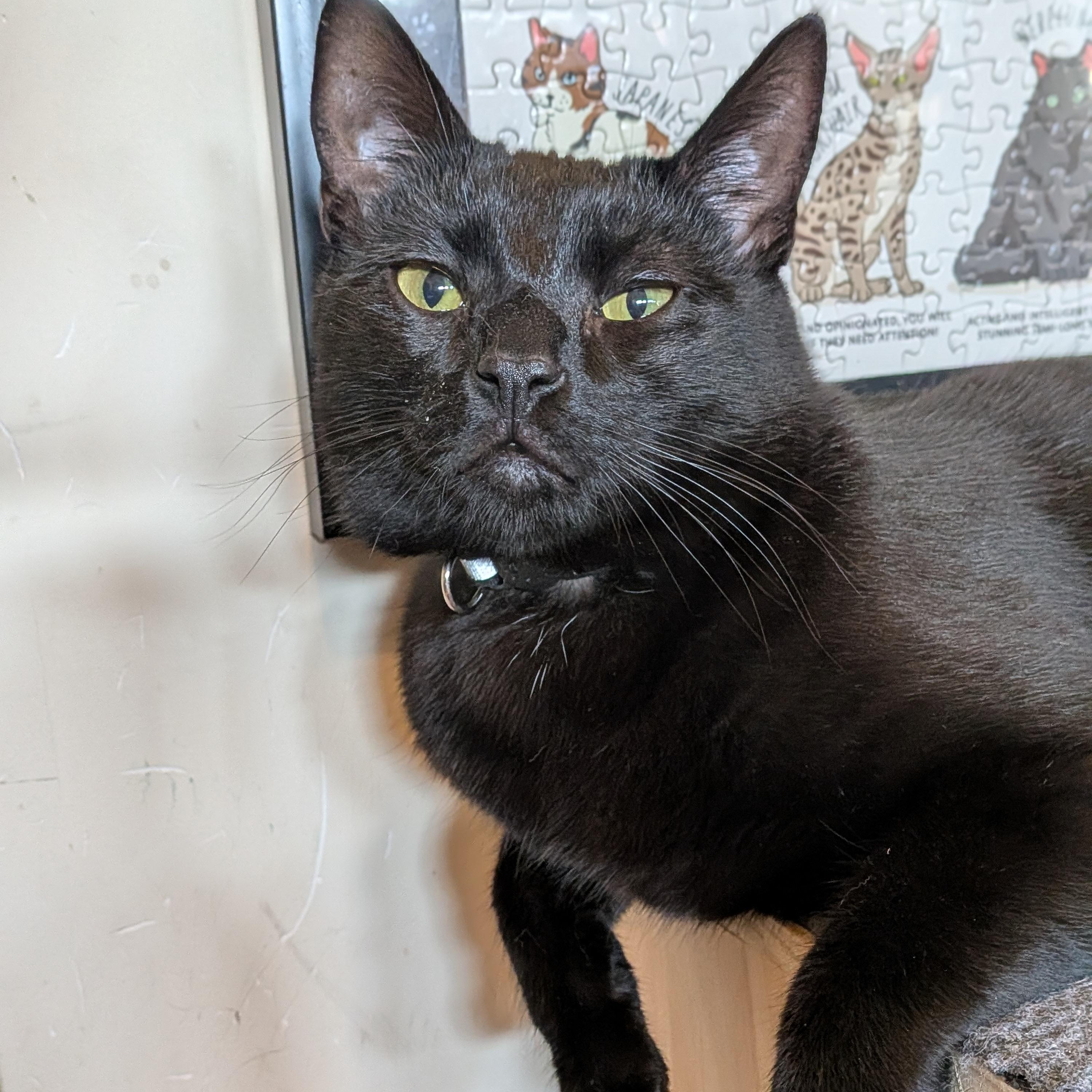 Giovanni aka Gio, a Adoptable Domestic Short Hair in Newburgh, NY image 2/6