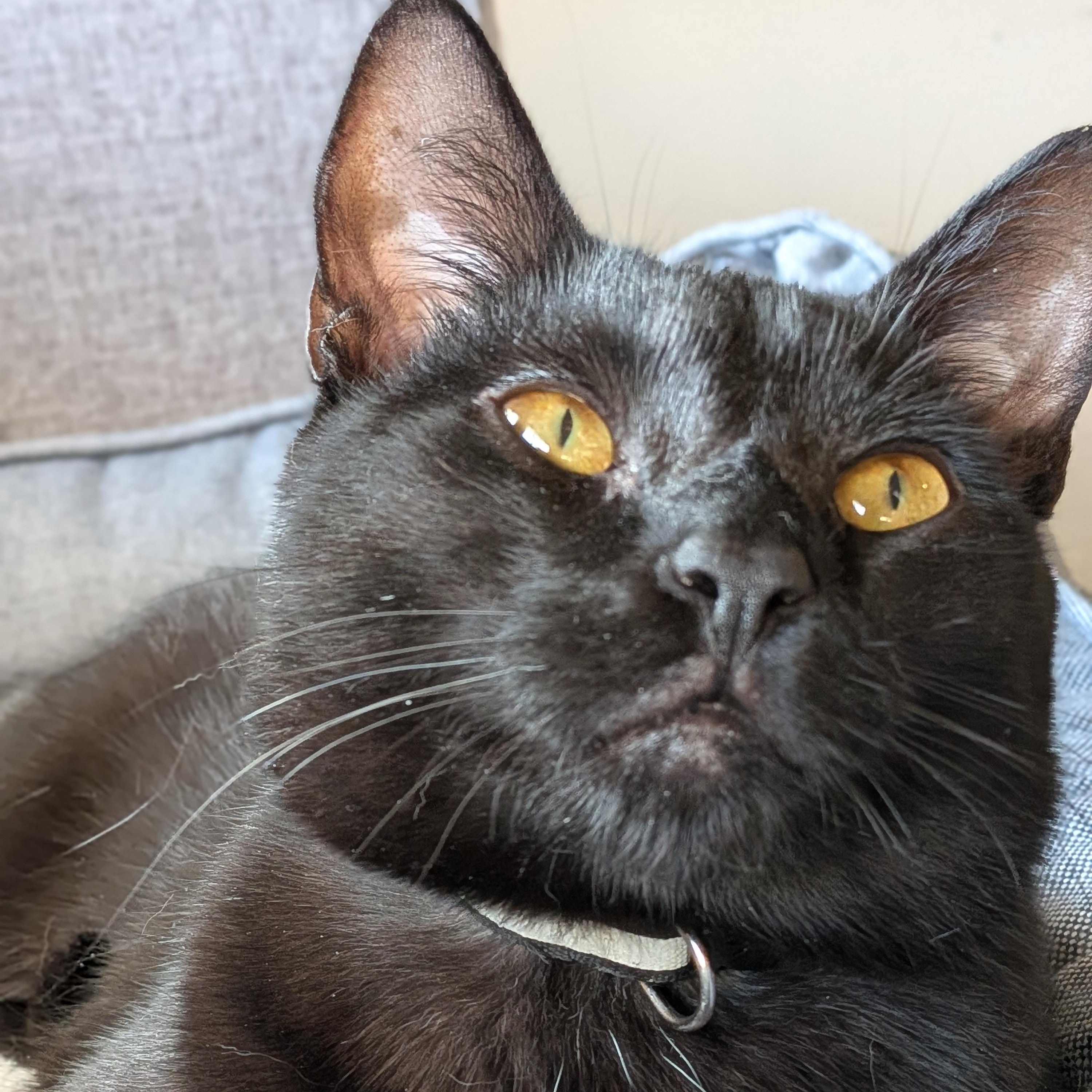 Giovanni aka Gio, Adoptable, Kitten Male Domestic Short Hair.