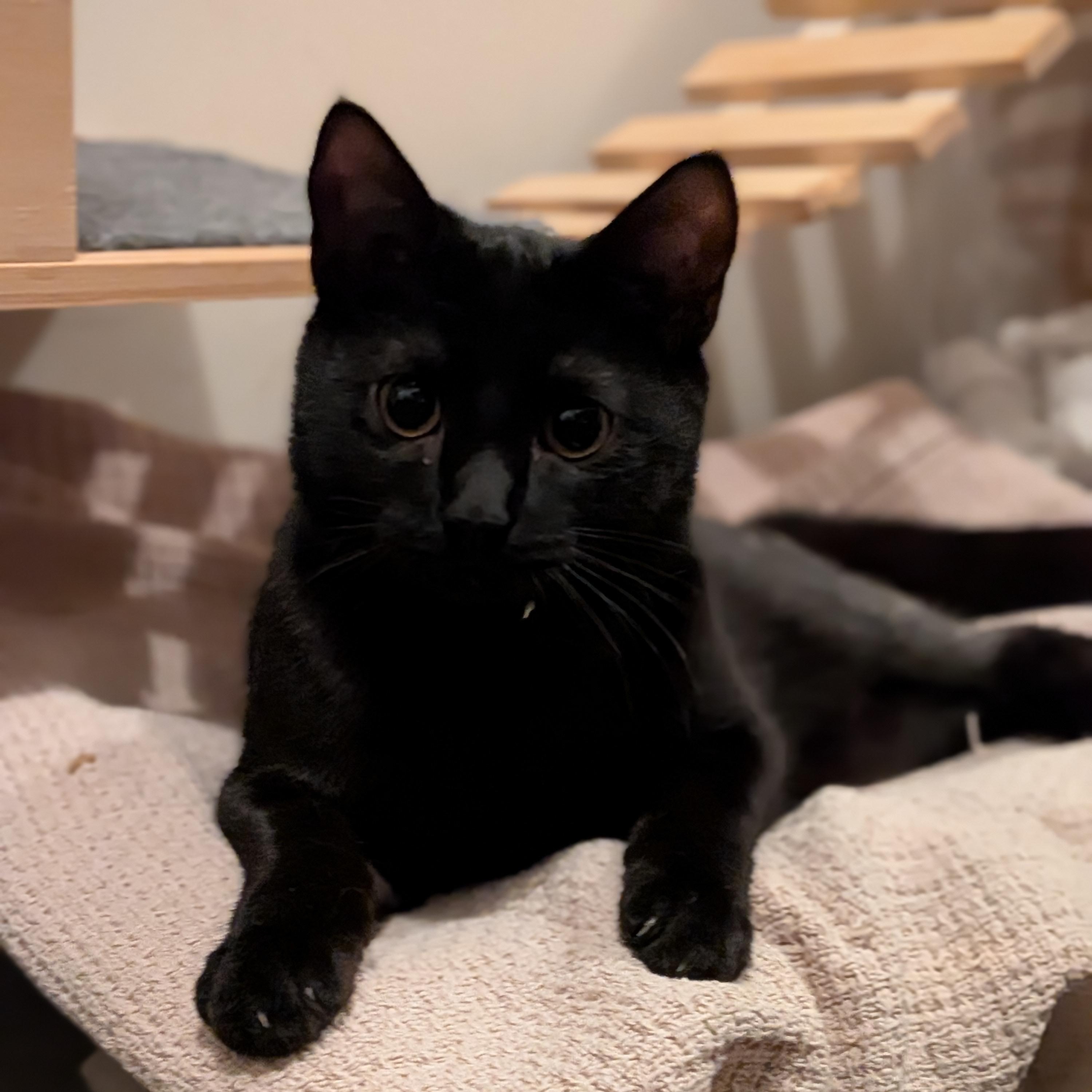 Giovanni aka Gio, a Adoptable Domestic Short Hair in Newburgh, NY image 4/6