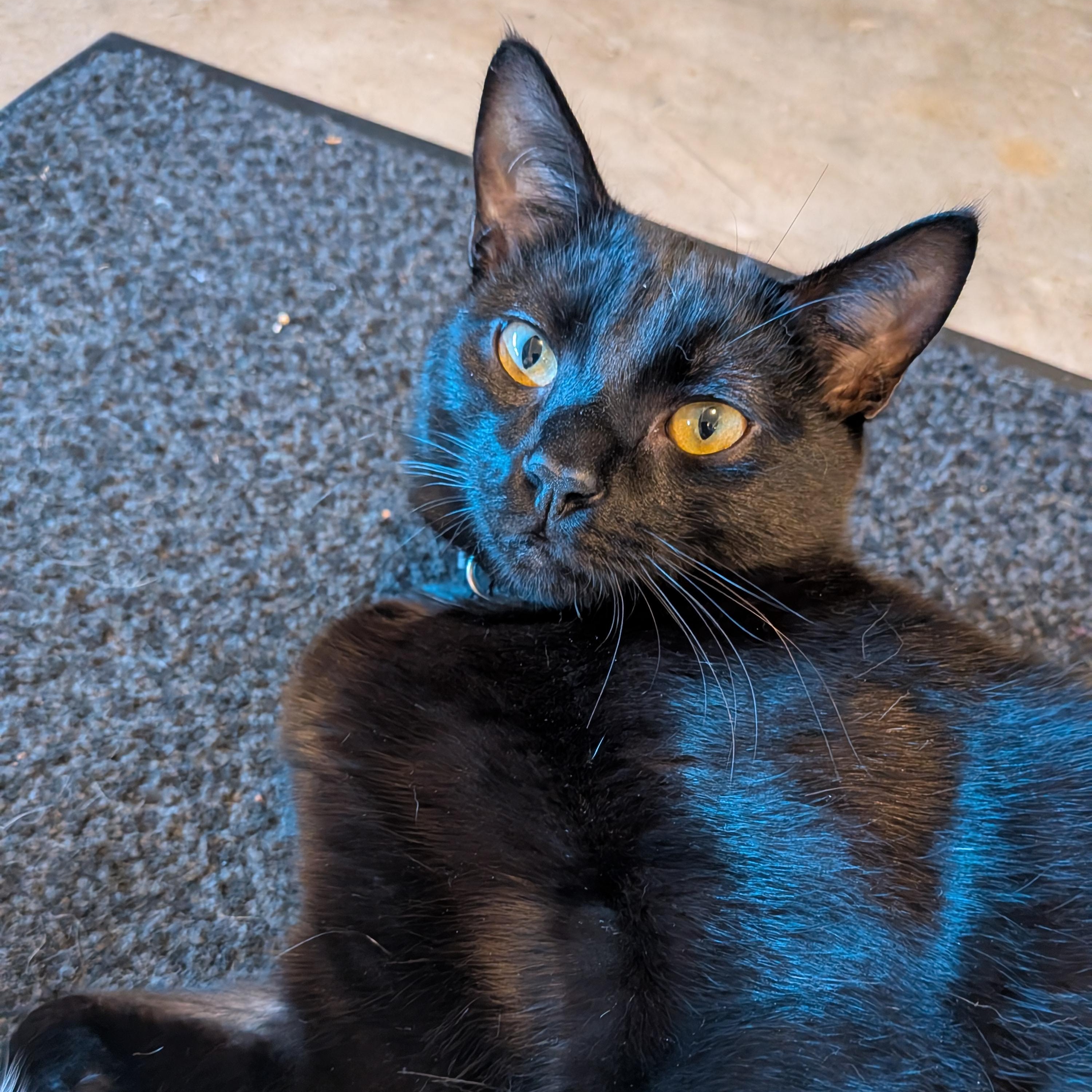 Giovanni aka Gio, a Adoptable Domestic Short Hair in Newburgh, NY image 5/6