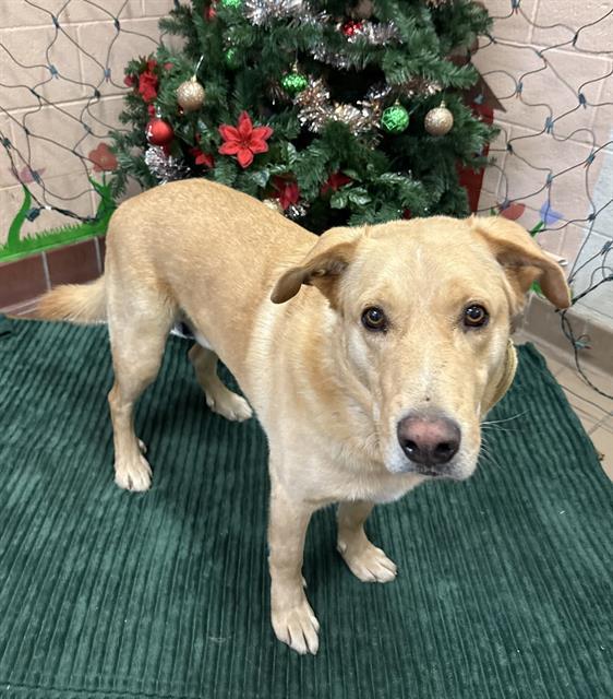 DREIDEL, Adoptable, Adult Male Labrador Retriever & Mixed Breed.
