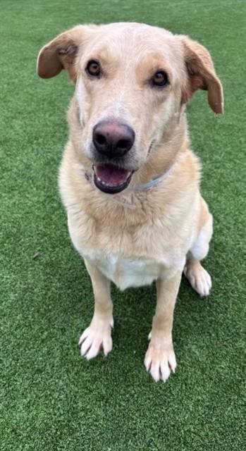 Enlarge DREIDEL, a Adoptable mixed breed in Castaic, CA image 1/1