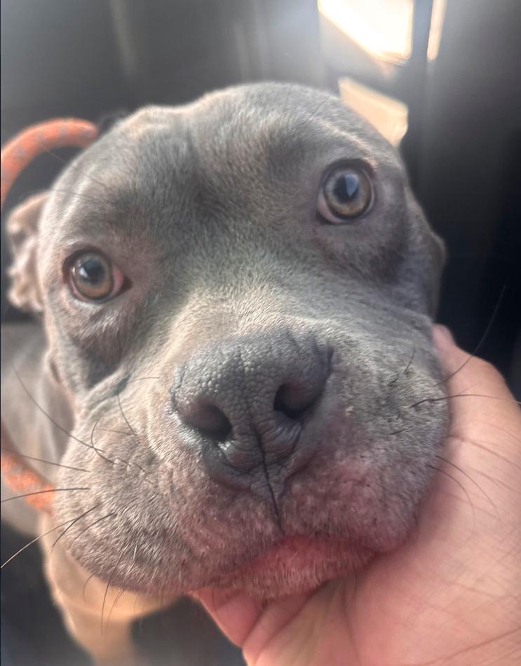 Enlarge Artemis, a ADOPTABLE Pit Bull Terrier in Los Angeles, CA image 3/4