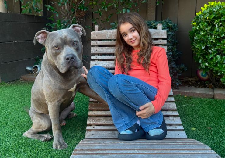 Enlarge Artemis, a ADOPTABLE Pit Bull Terrier in Los Angeles, CA image 1/4