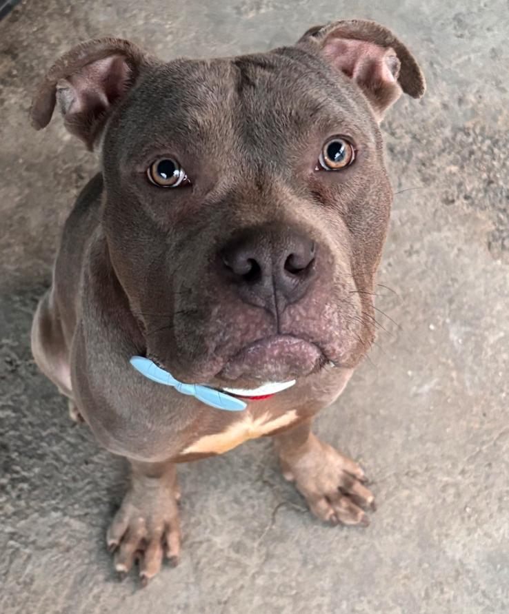 Enlarge Artemis, a ADOPTABLE Pit Bull Terrier in Los Angeles, CA image 4/4