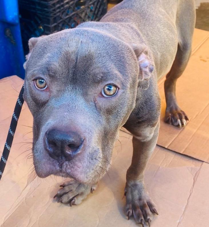 Enlarge Artemis, a ADOPTABLE Pit Bull Terrier in Los Angeles, CA image 2/4