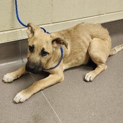 Pierogi, Adoptable, Puppy Male Shepherd & Mixed Breed.