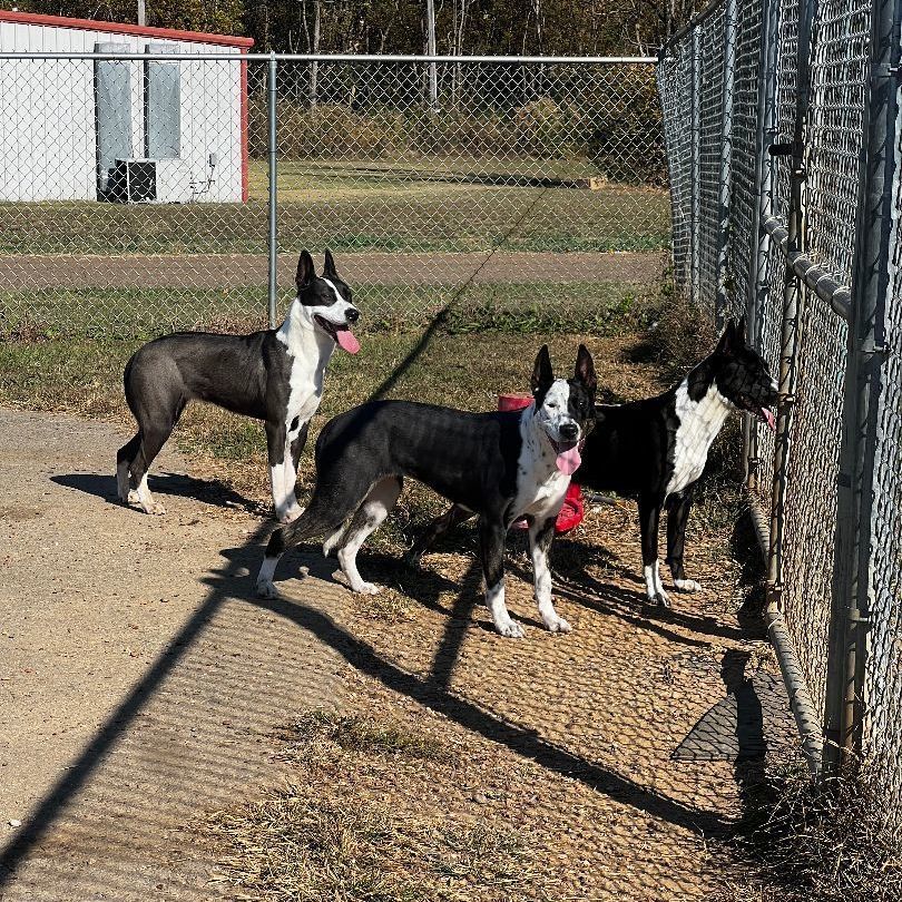 Enlarge Monica AKA Freckles, a Adoptable mixed breed in Bolivar, TN image 2/3