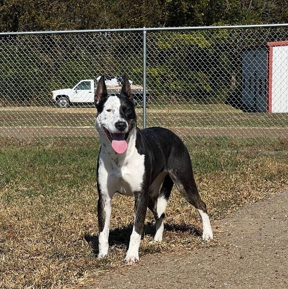 Enlarge Monica AKA Freckles, a Adoptable mixed breed in Bolivar, TN image 1/3