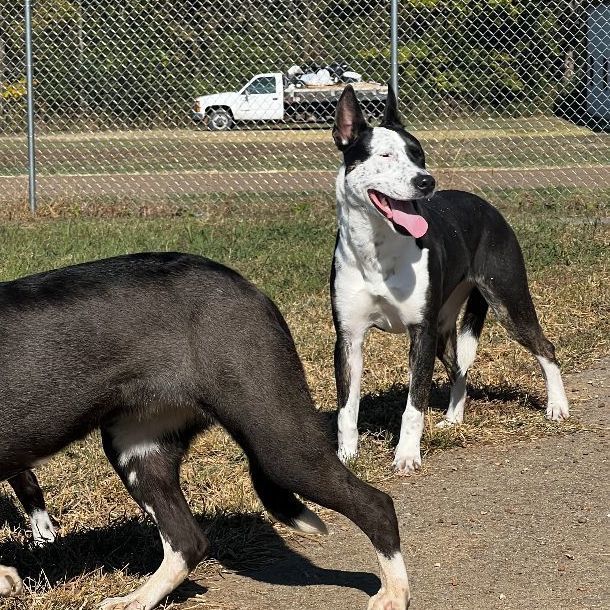 Enlarge Monica AKA Freckles, a Adoptable mixed breed in Bolivar, TN image 3/3