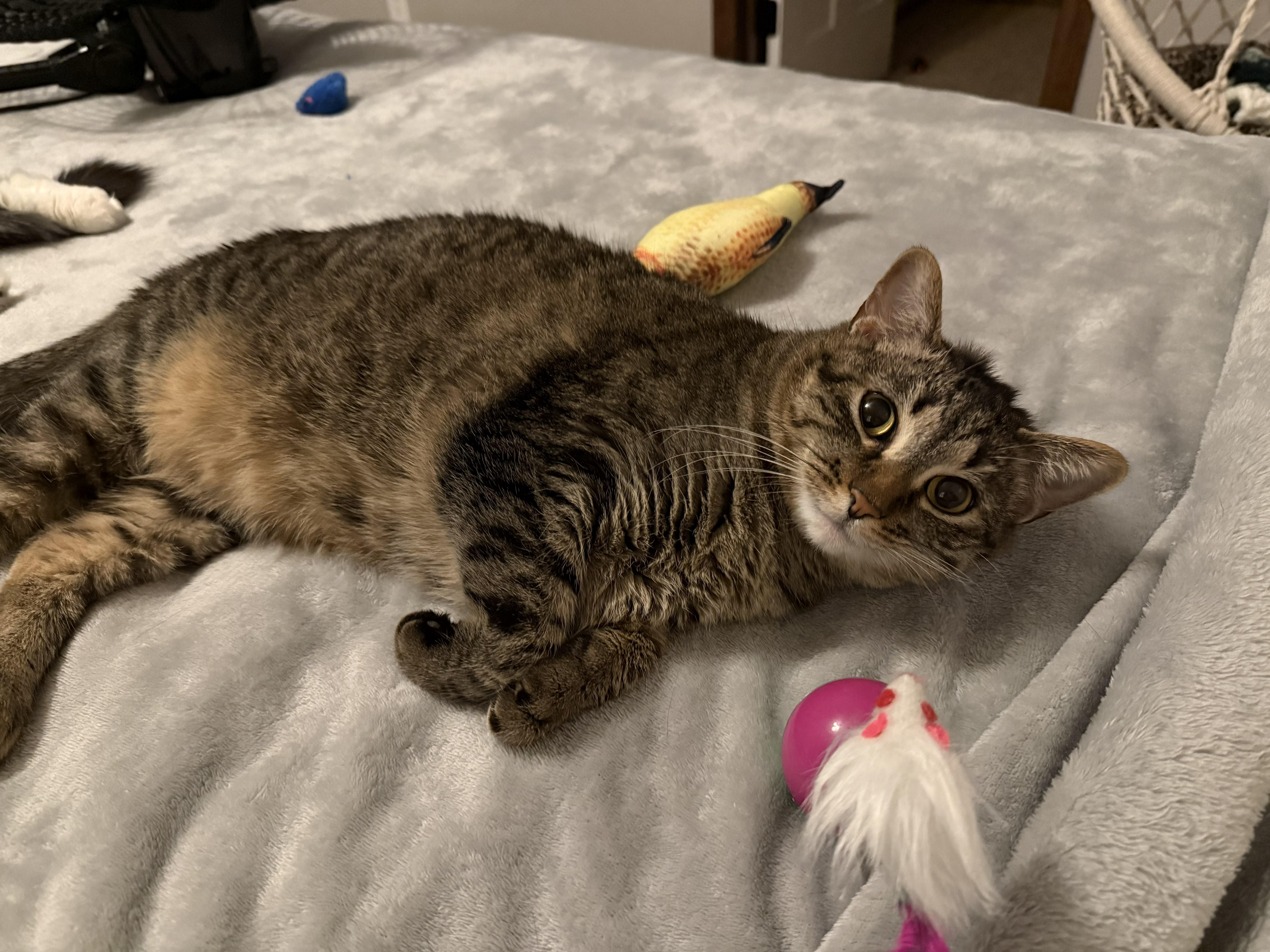 Gatsby & Missy Bonded Pair, a ADOPTABLE Domestic Long Hair in Farmington, MN image 3/3