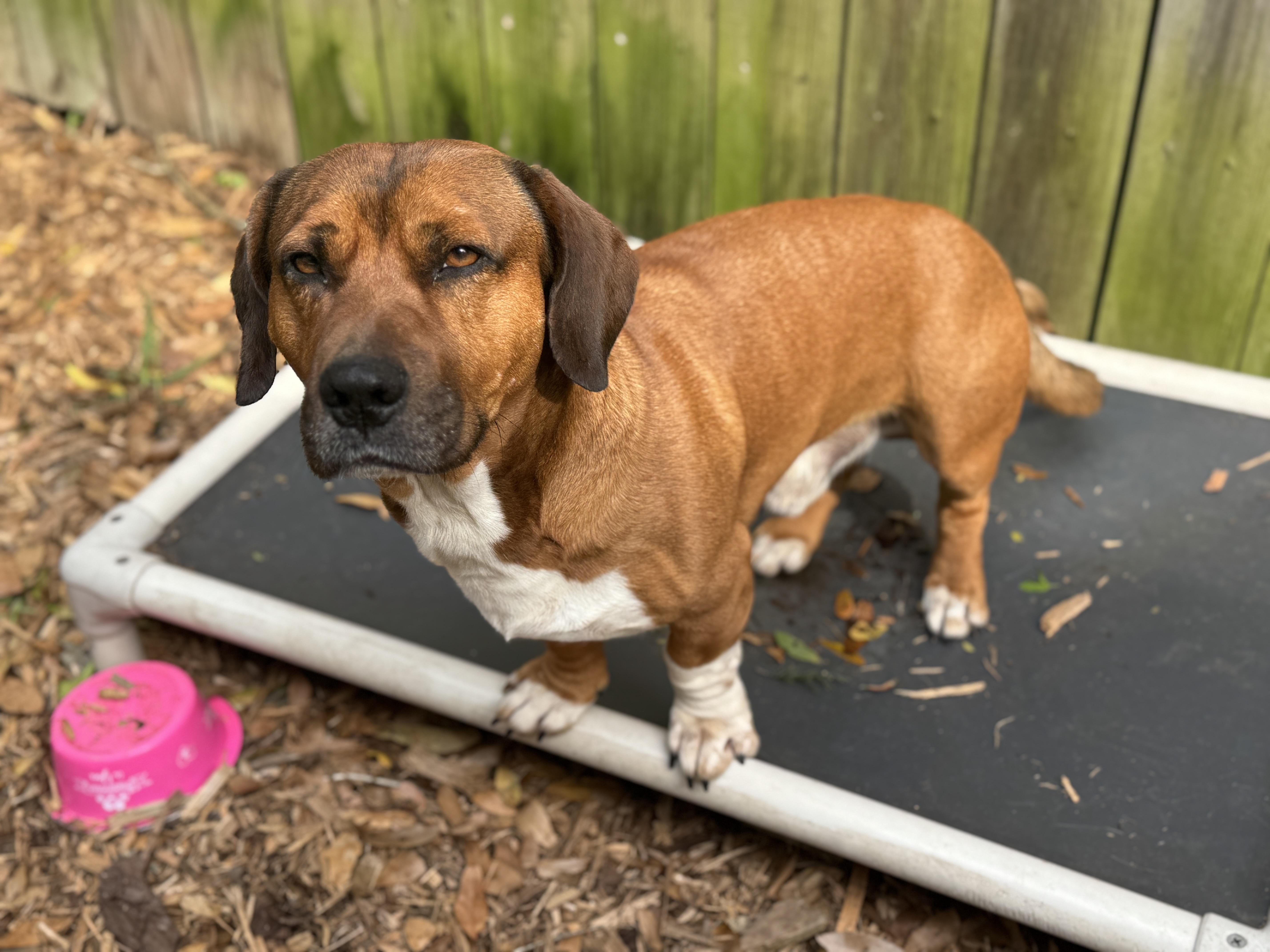 Enlarge Glizzy, an adopted mixed breed in Navarre, FL image 4/6