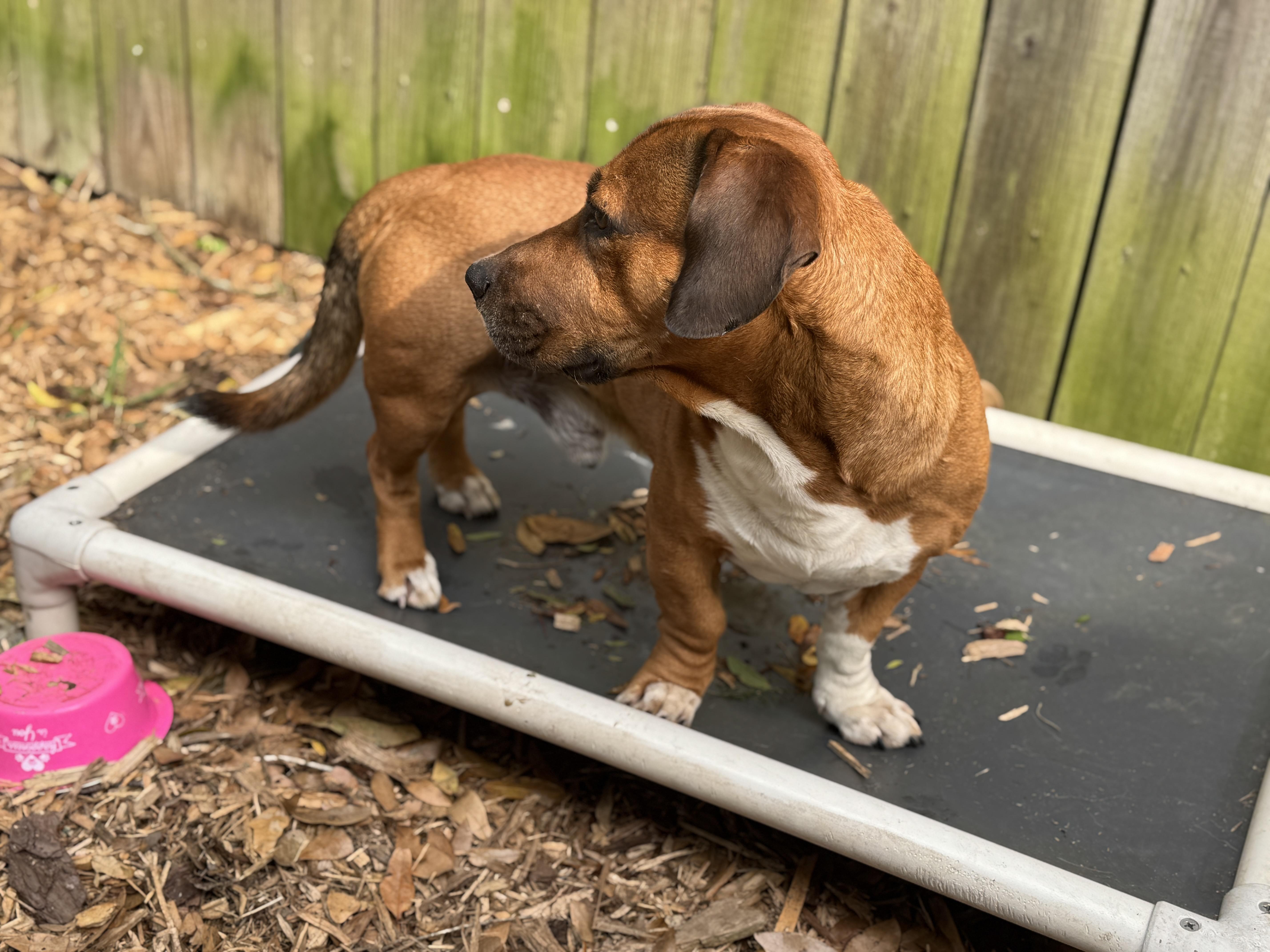 Enlarge Glizzy, an adopted mixed breed in Navarre, FL image 2/6