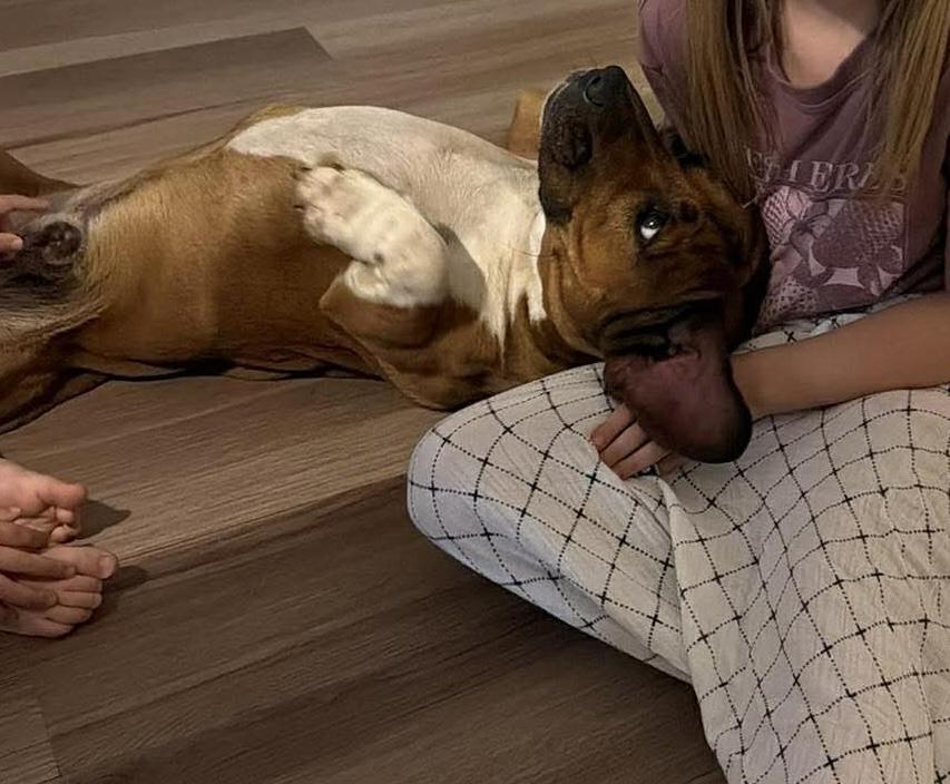 Enlarge Glizzy, an adopted mixed breed in Navarre, FL image 3/6