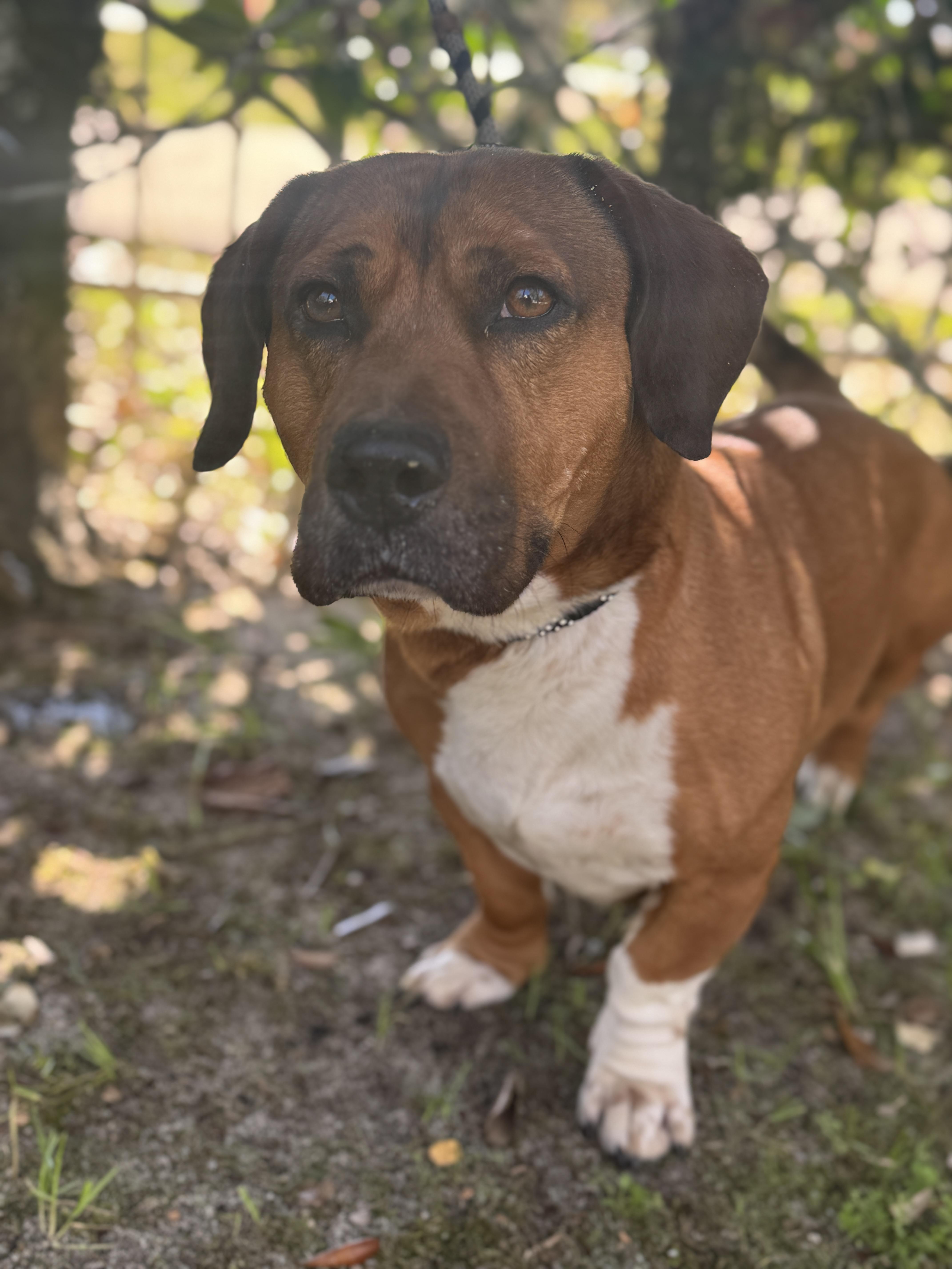 Enlarge Glizzy, an adopted mixed breed in Navarre, FL image 5/6