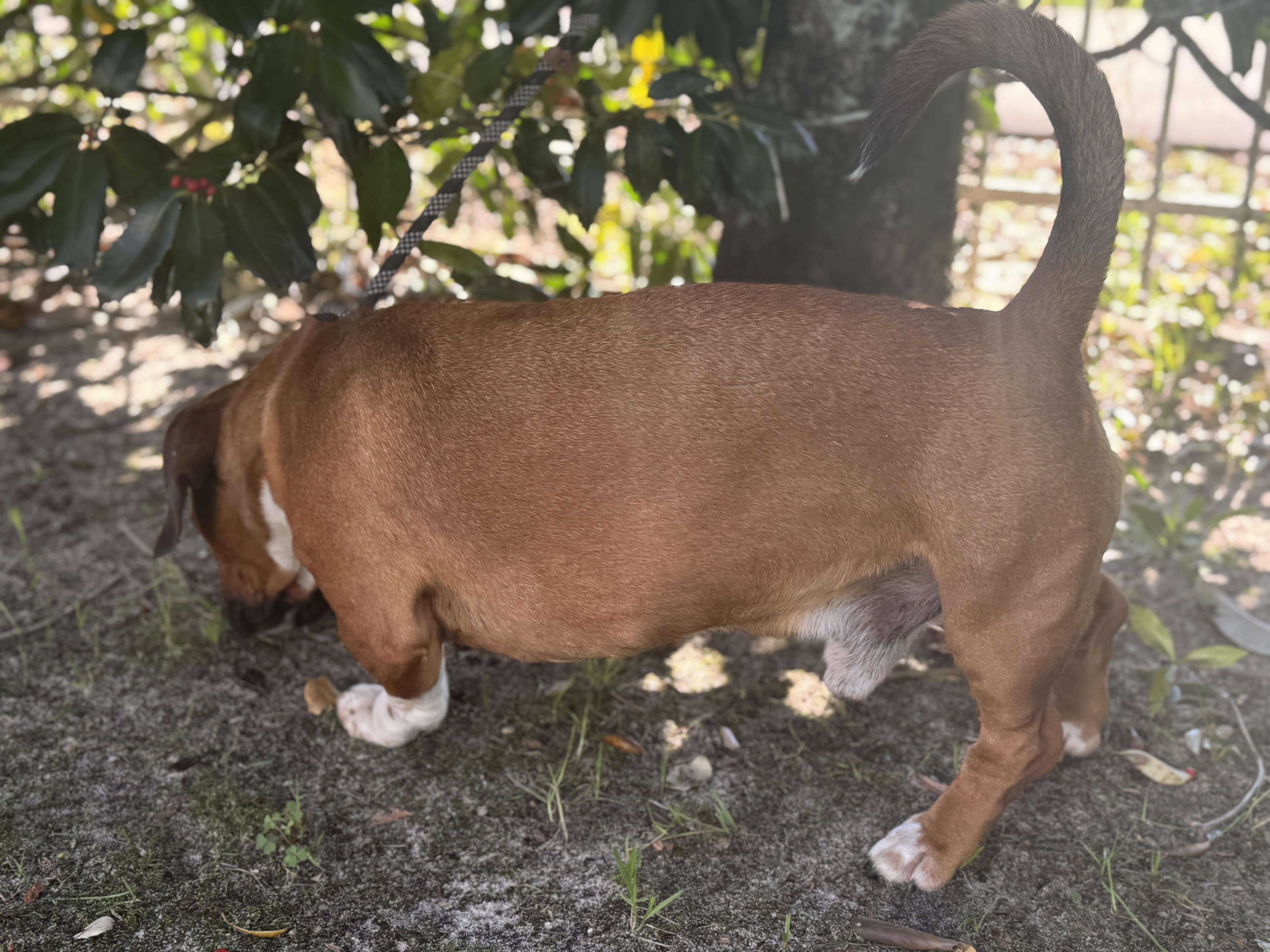 Enlarge Glizzy, an adopted mixed breed in Navarre, FL image 6/6