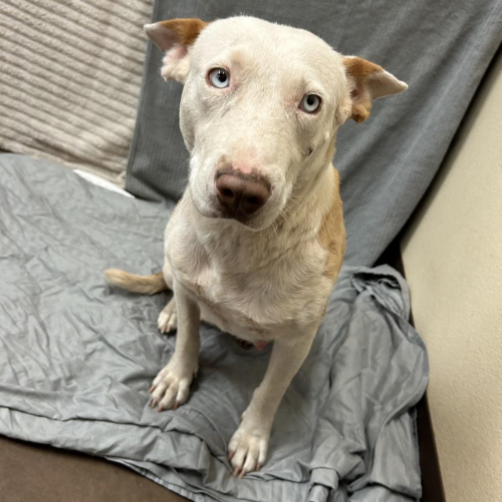 Milli- In Foster!, Adoptable, Young Female Bull Terrier & Mixed Breed.