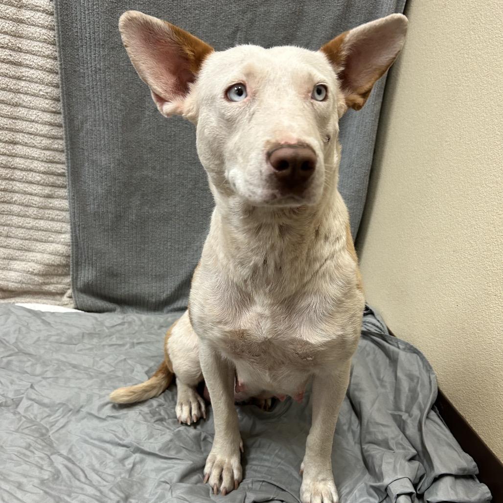Enlarge Milli- In Foster!, a Adoptable mixed breed in Flagstaff, AZ image 2/6