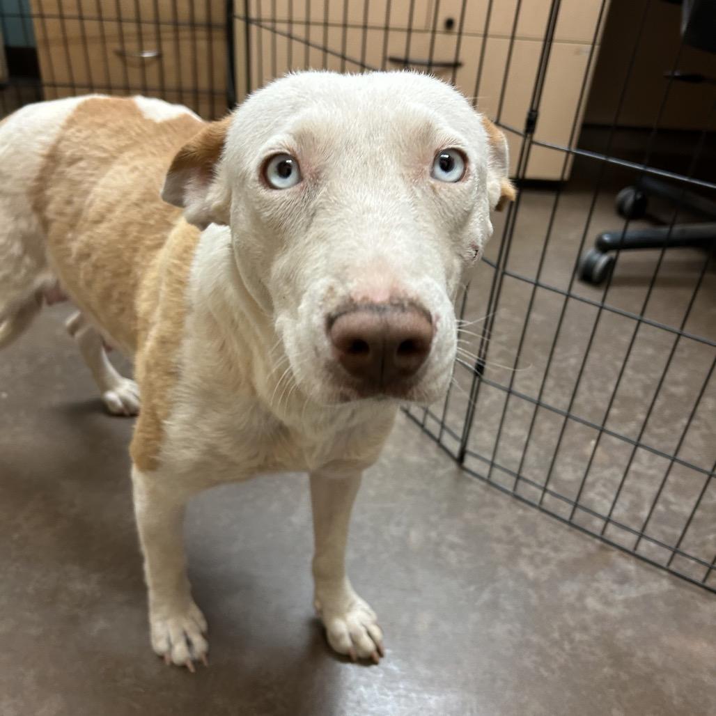 Enlarge Milli- In Foster!, a Adoptable mixed breed in Flagstaff, AZ image 3/6