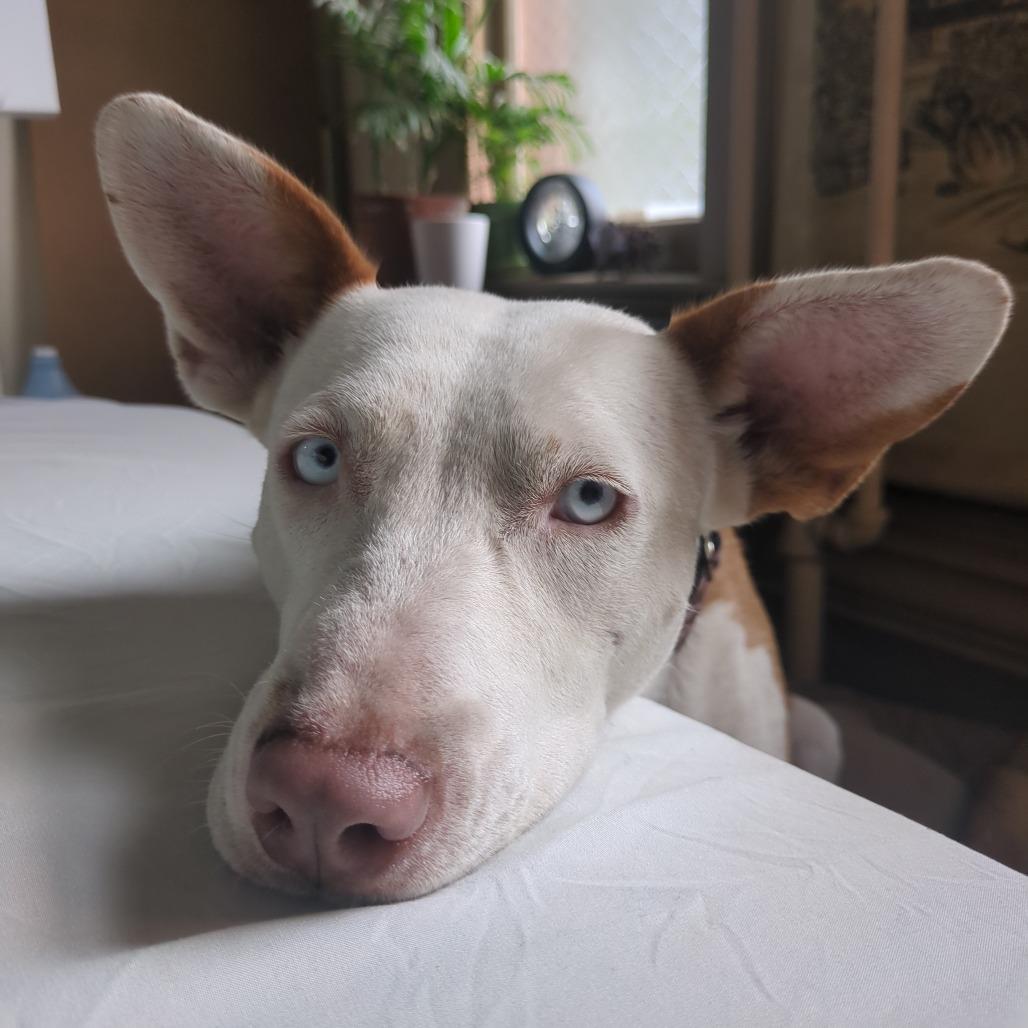 Enlarge Milli- In Foster!, a Adoptable mixed breed in Flagstaff, AZ image 4/6