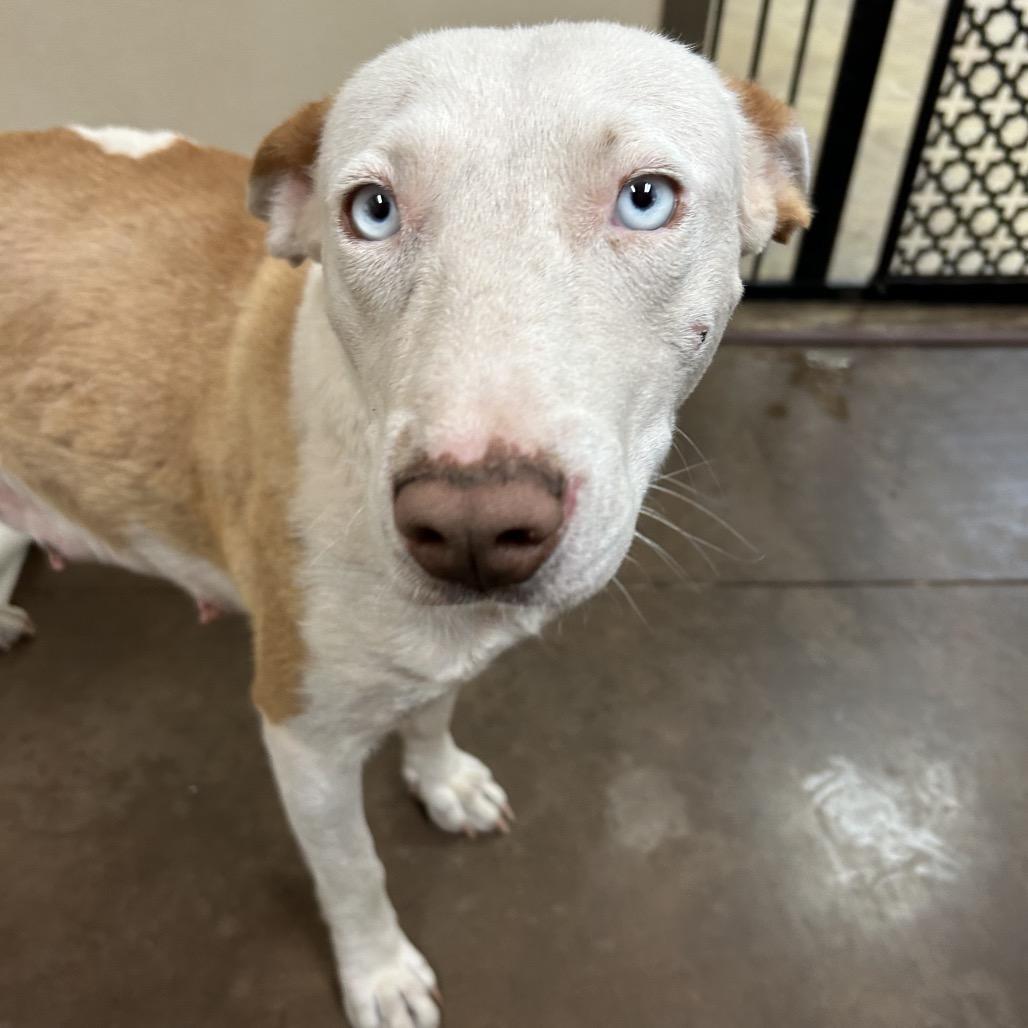 Enlarge Milli- In Foster!, a Adoptable mixed breed in Flagstaff, AZ image 5/6