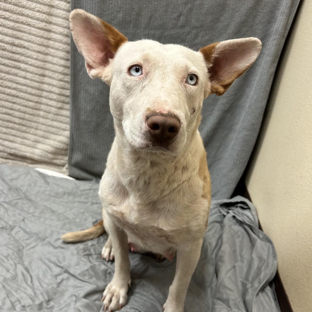 Enlarge Milli- In Foster!, a Adoptable mixed breed in Flagstaff, AZ image 6/6