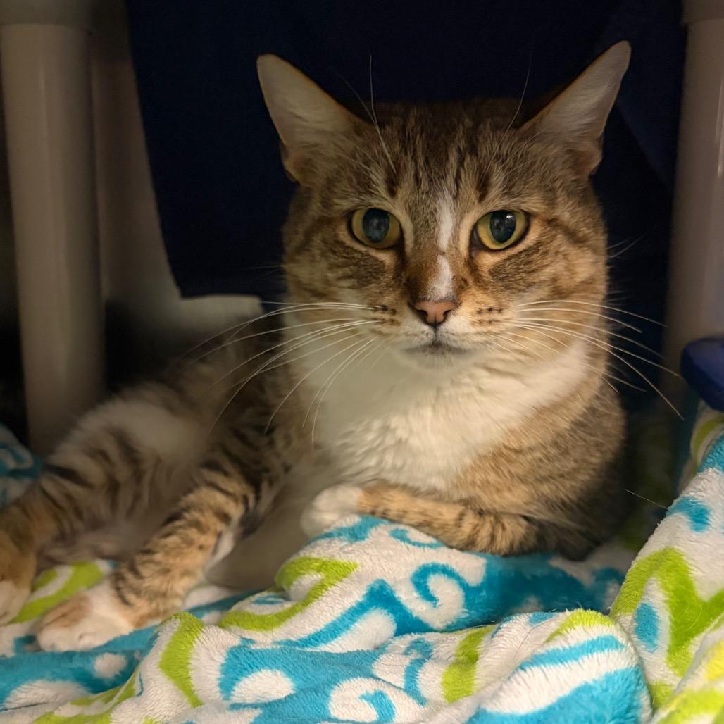 Enlarge Galinda, a Adoptable Domestic Short Hair in Fredericksburg, VA image 1/4