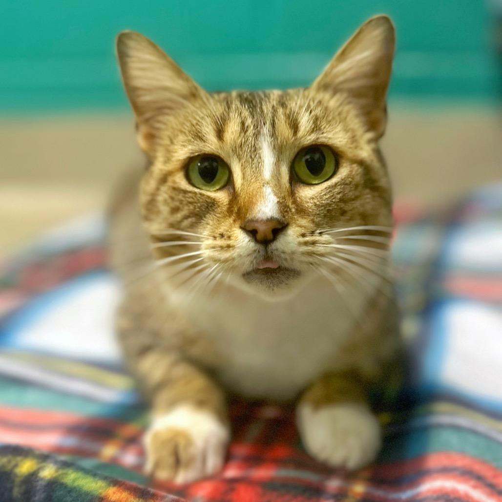 Enlarge Galinda, a Adoptable Domestic Short Hair in Fredericksburg, VA image 2/4