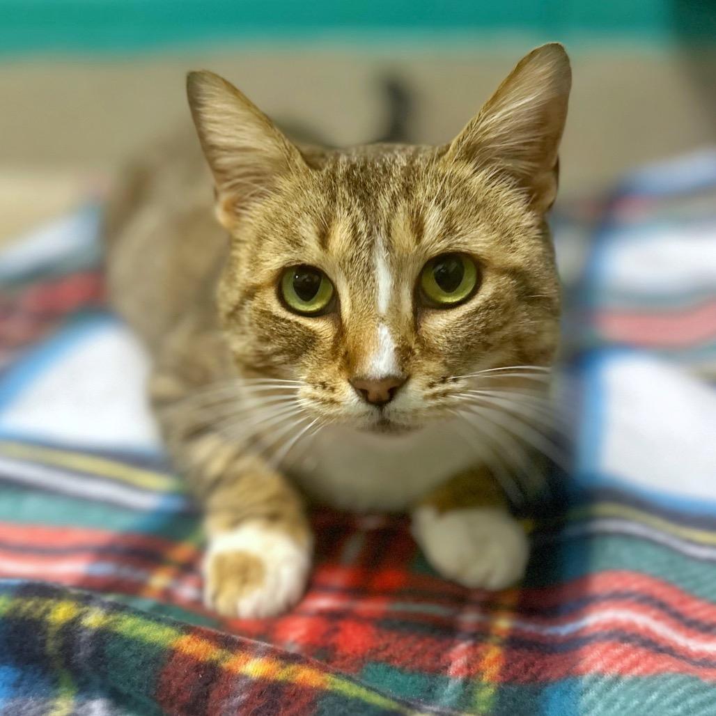 Enlarge Galinda, a Adoptable Domestic Short Hair in Fredericksburg, VA image 4/4