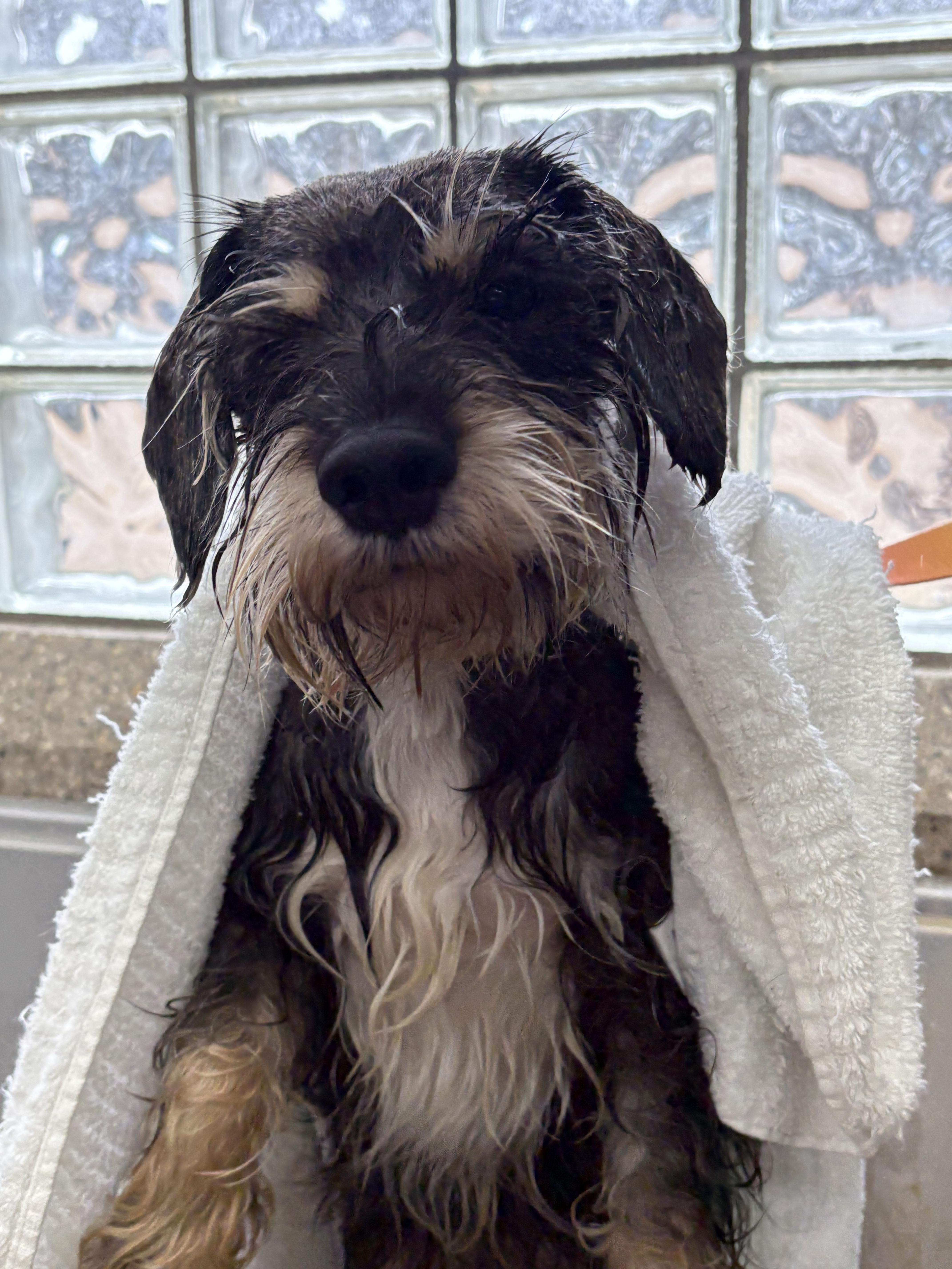 Sinatra, an adopted Miniature Schnauzer in Zimmerman, MN image 6/6