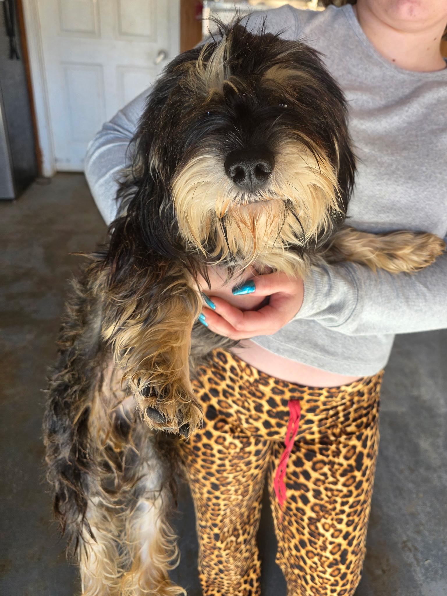 Enlarge Sinatra, a Adoptable Miniature Schnauzer in Zimmerman, MN image 2/3