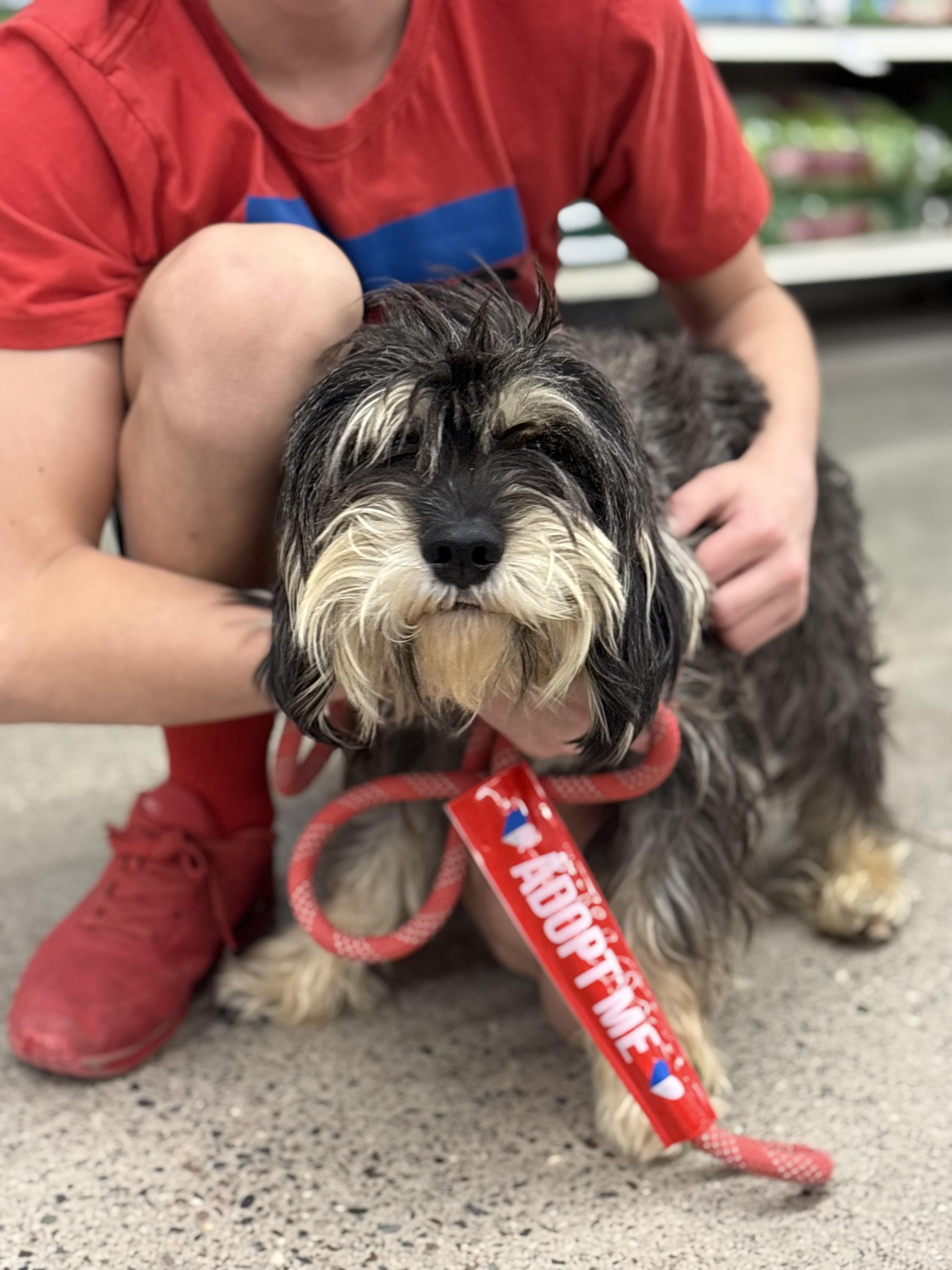 Enlarge Sinatra, a Adoptable Miniature Schnauzer in Zimmerman, MN image 3/3