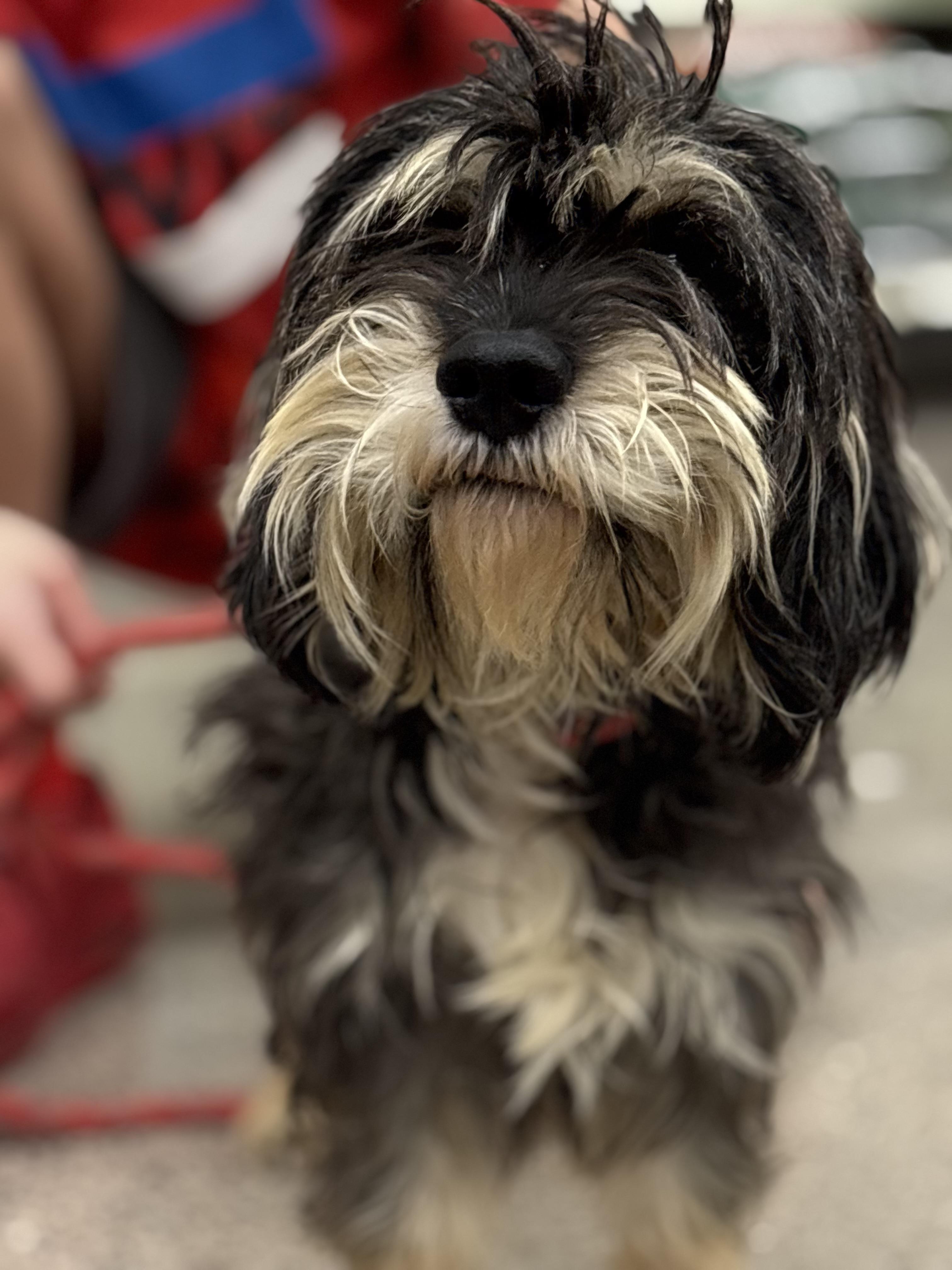 Enlarge Sinatra, a Adoptable Miniature Schnauzer in Zimmerman, MN image 1/3