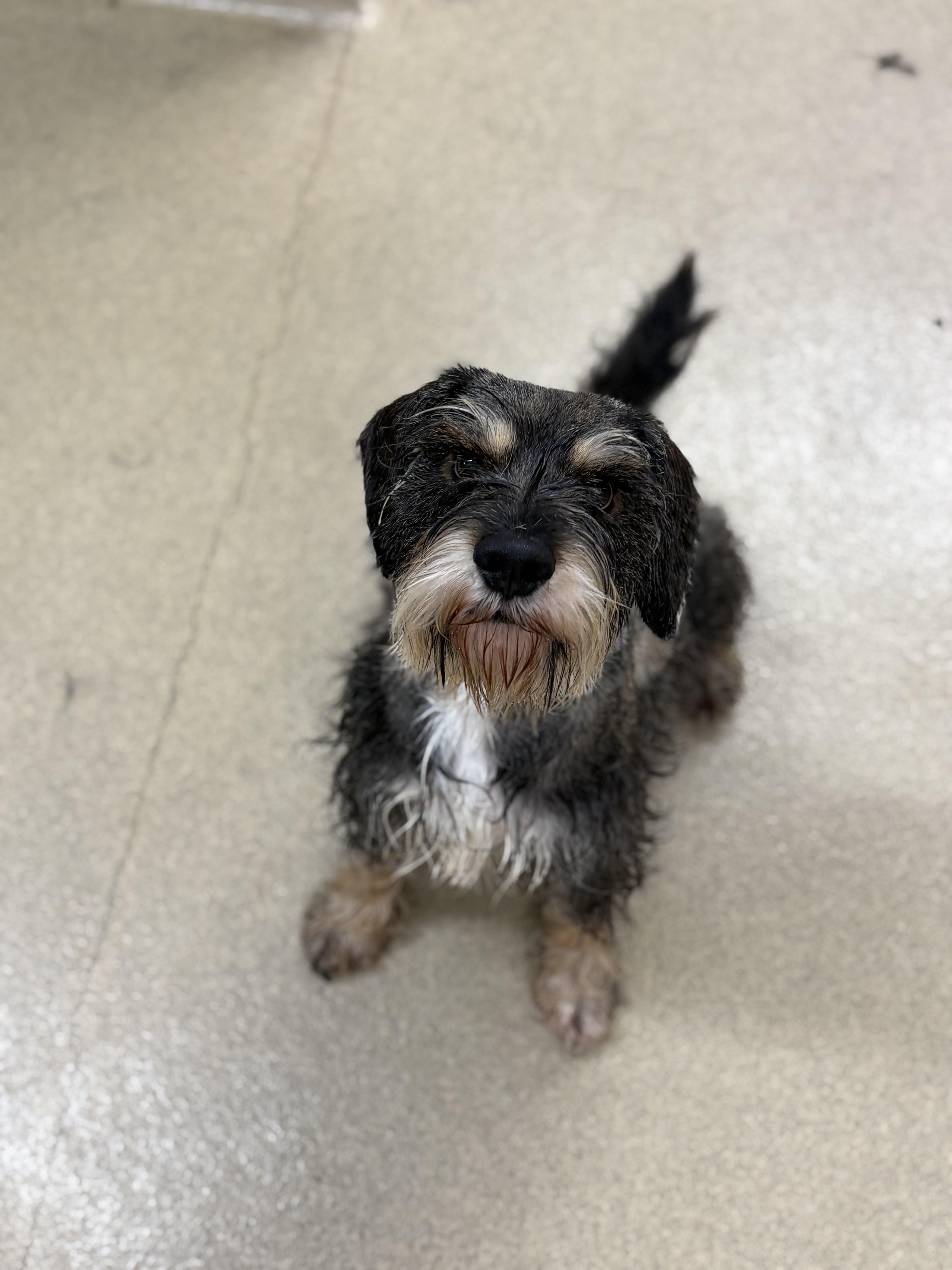 Sinatra, an adopted Miniature Schnauzer in Zimmerman, MN image 1/6