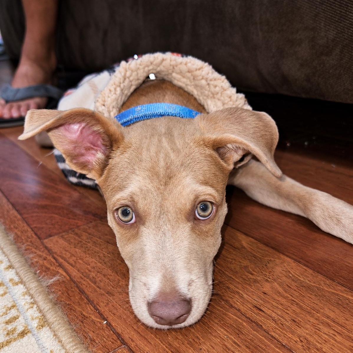 Enlarge .Raven, a Adoptable mixed breed in Hillsborough, NJ image 5/6