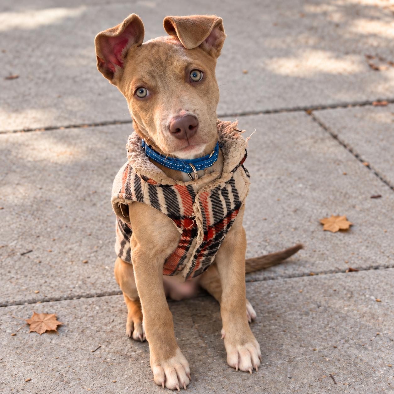 Enlarge .Raven, a Adoptable mixed breed in Hillsborough, NJ image 6/6