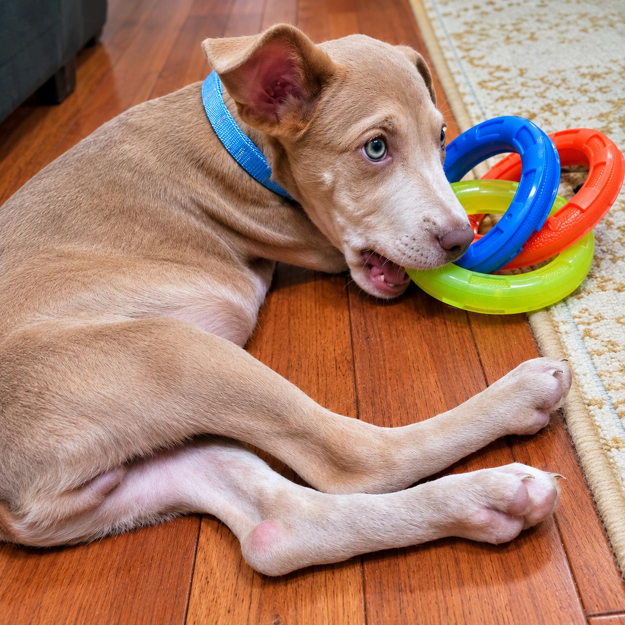 Enlarge .Raven, a Adoptable mixed breed in Hillsborough, NJ image 4/6
