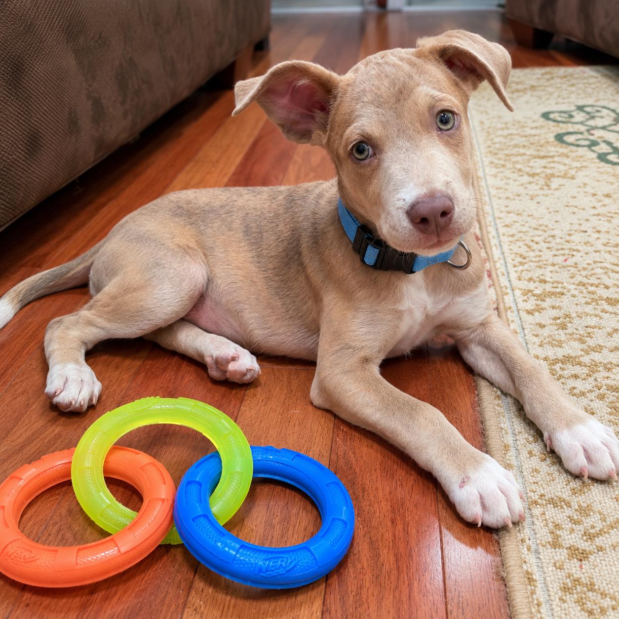 Enlarge .Raven, a Adoptable mixed breed in Hillsborough, NJ image 2/6
