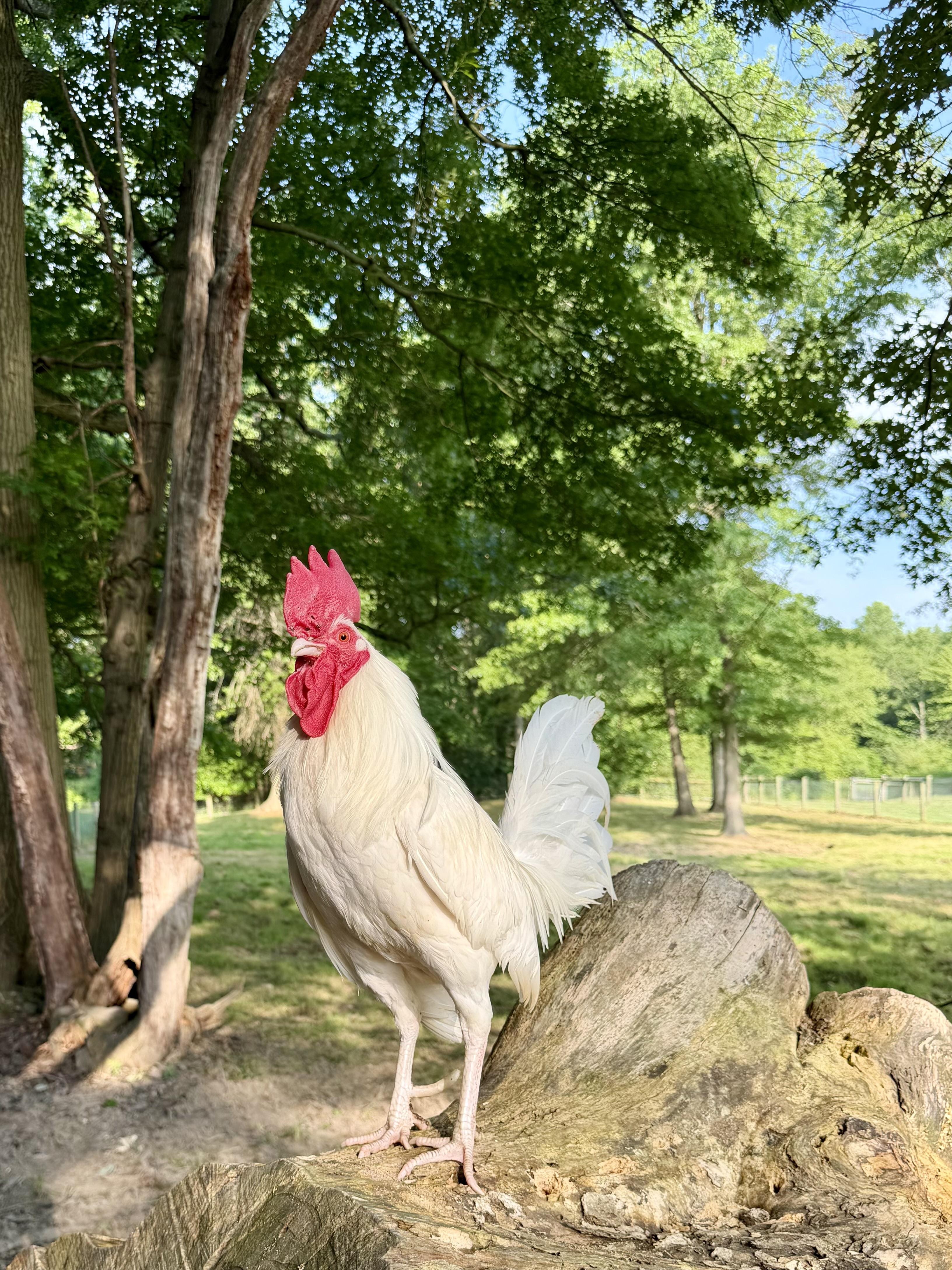 Presley, Adoptable, Adult Male Chicken.