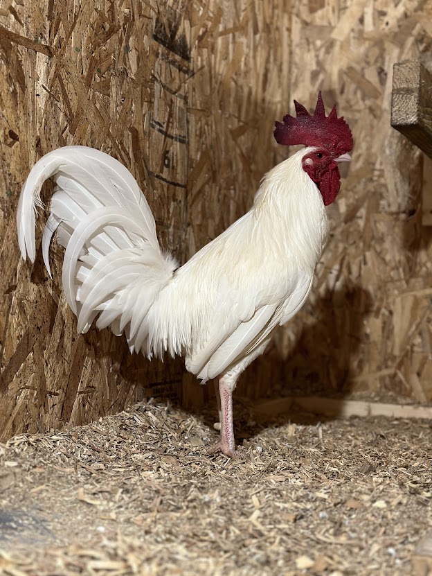 Presley, Adult Male Chicken