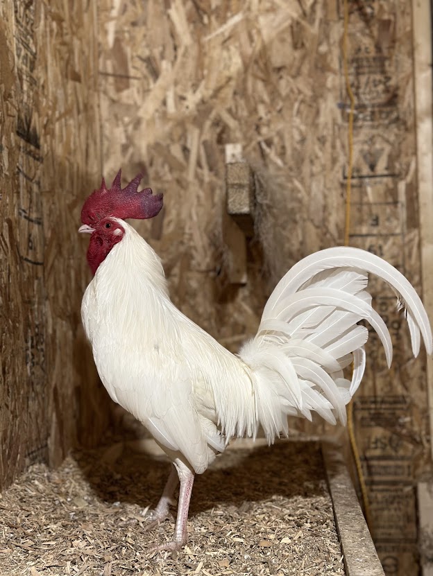 Presley, a Adoptable Chicken in Ravenna, OH image 2/2