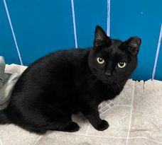 Judy, an adopted Domestic Short Hair in Monticello, IL_image-1