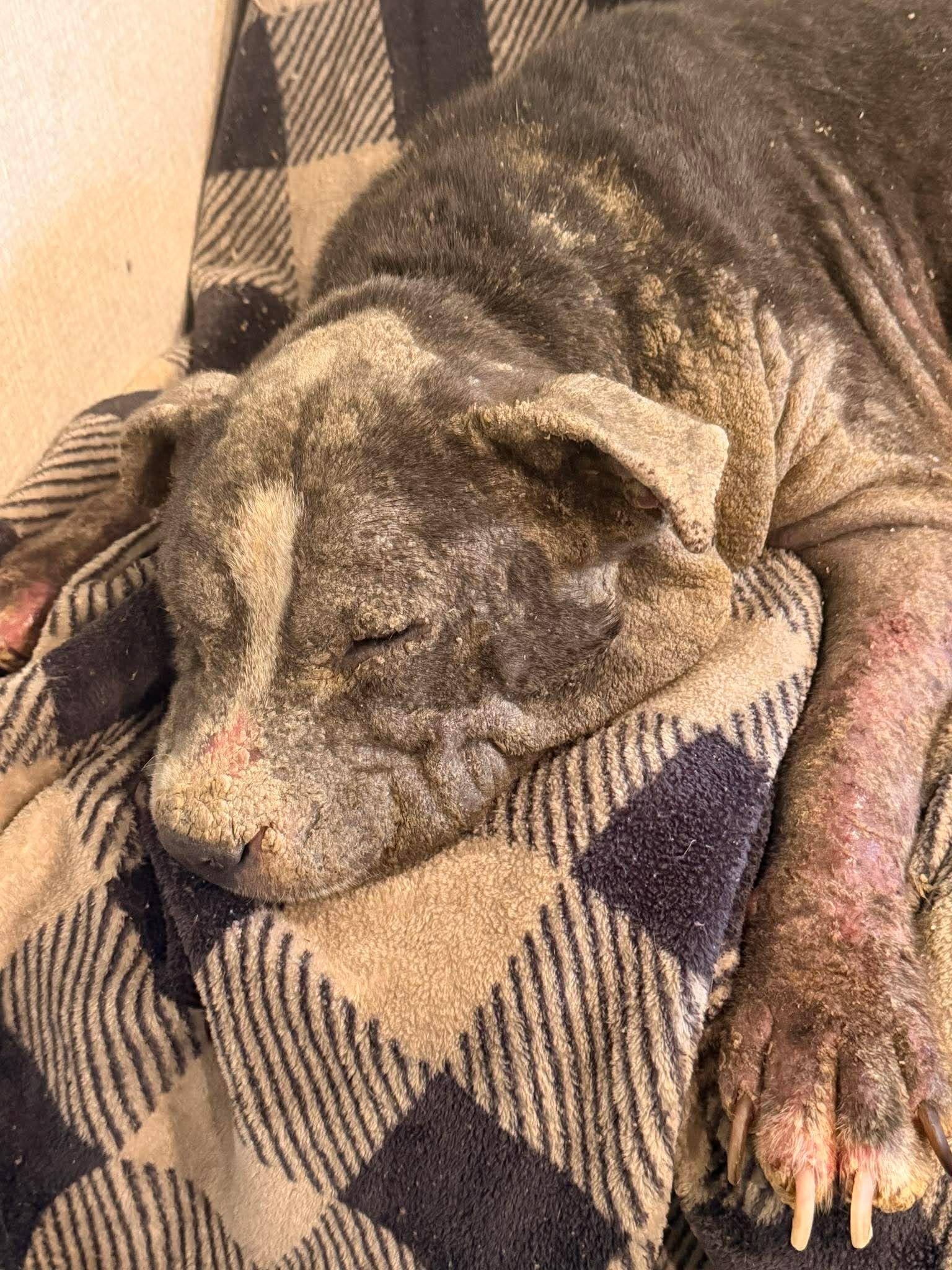 Enlarge Sophia (Grace), a Adoptable mixed breed in Arlee, MT image 2/4